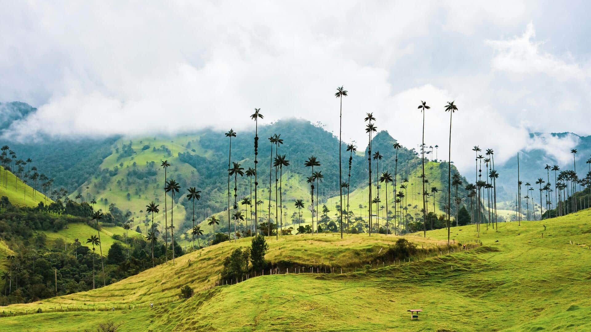Menjelajahi Hutan Palem Cocora yang Berwarna-warni Menjelajahi Hutan Palem Cocora yang Berwarna-warni