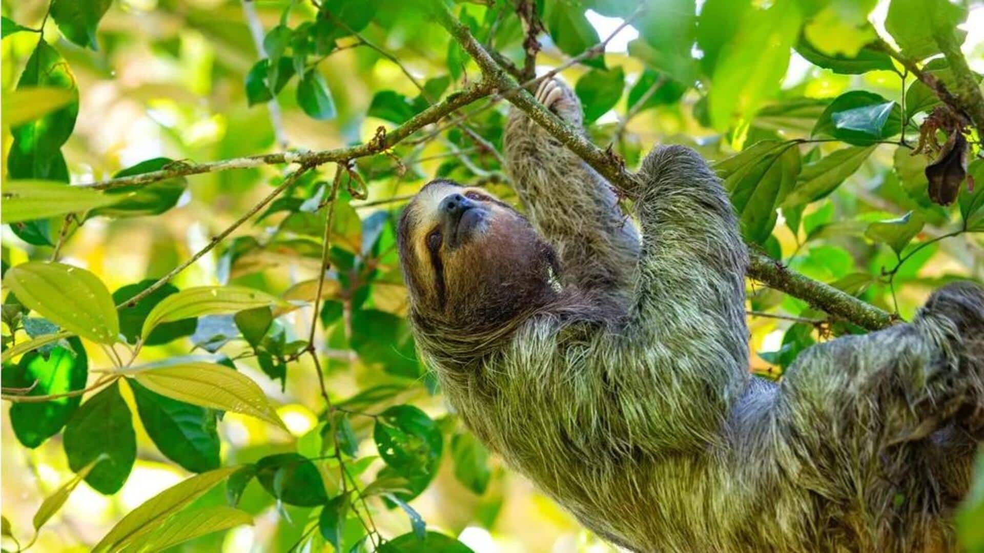 Pengaruh Asupan Makanan Kukang pada Keseimbangan Ekosistem Hutan Hujan