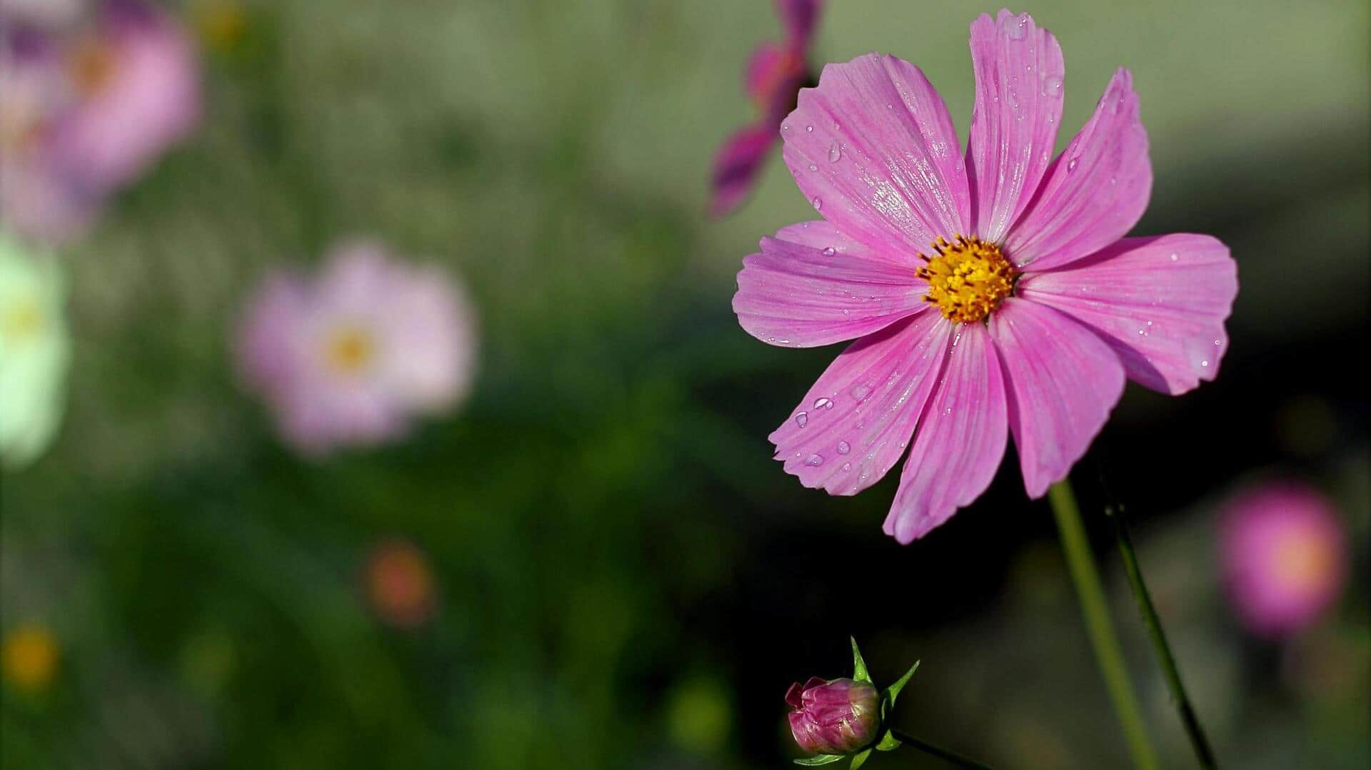 Manfaat Menanam Cosmos di Taman Anda
