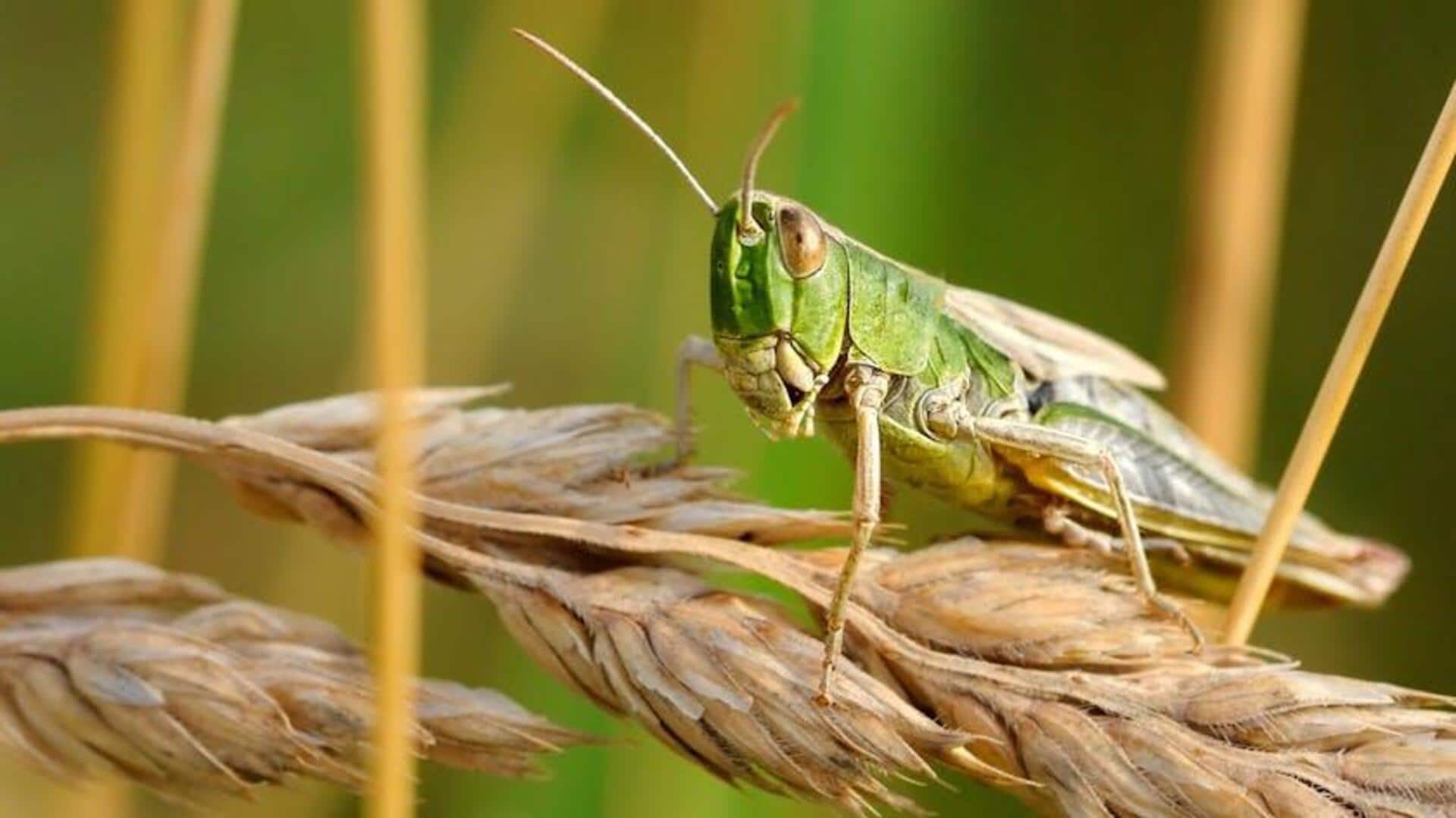 Entomolog Internasional Pionir di Bidang Pertanian Serangga
