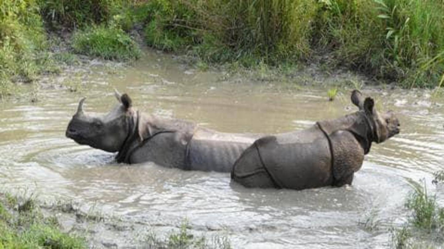 Panduan traveling ke Dooars, India