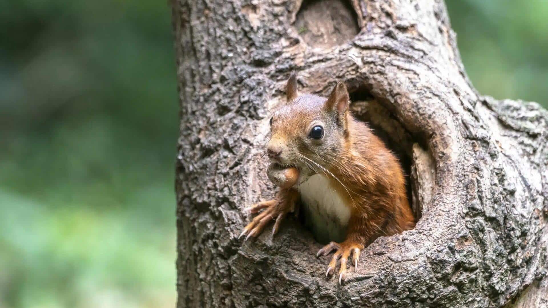 Mengungkap Rahasia Sarang Tupai yang Mengejutkan
