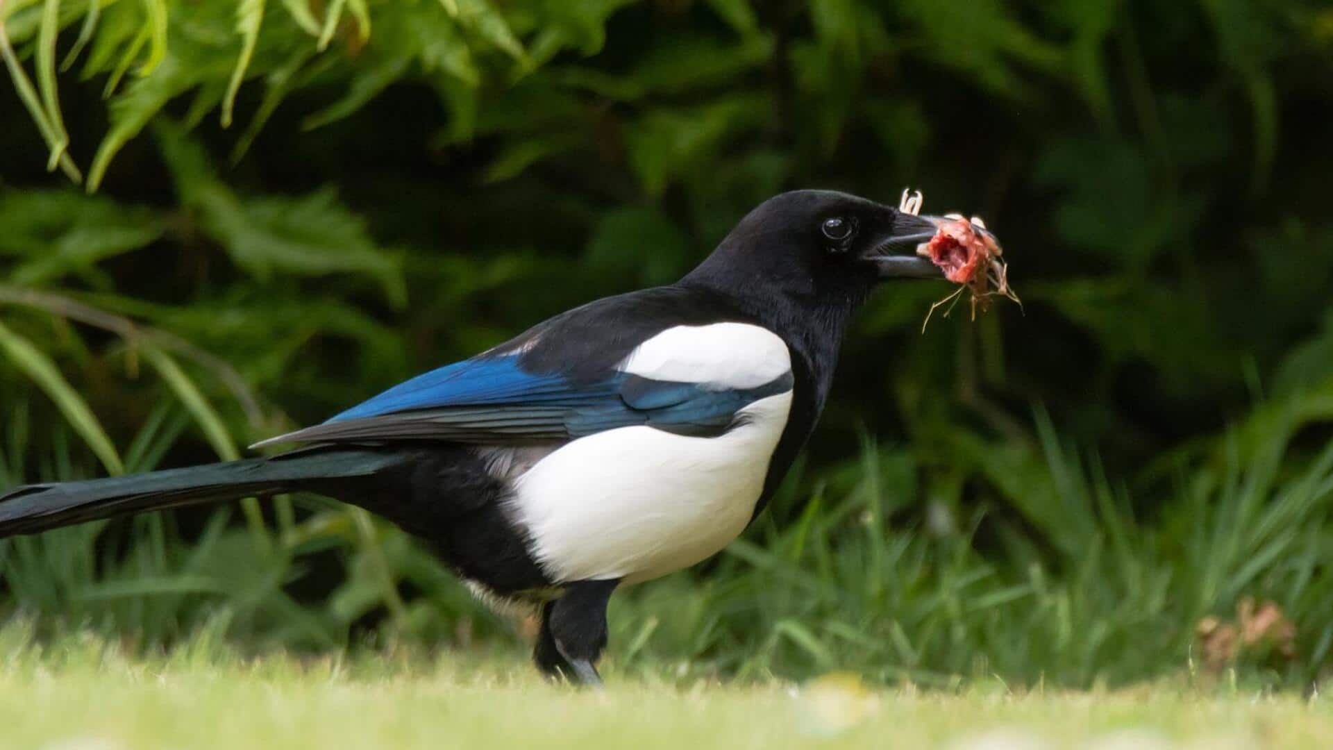 Mengungkap Kebiasaan Mencari Makan Burung Magpie yang Unik