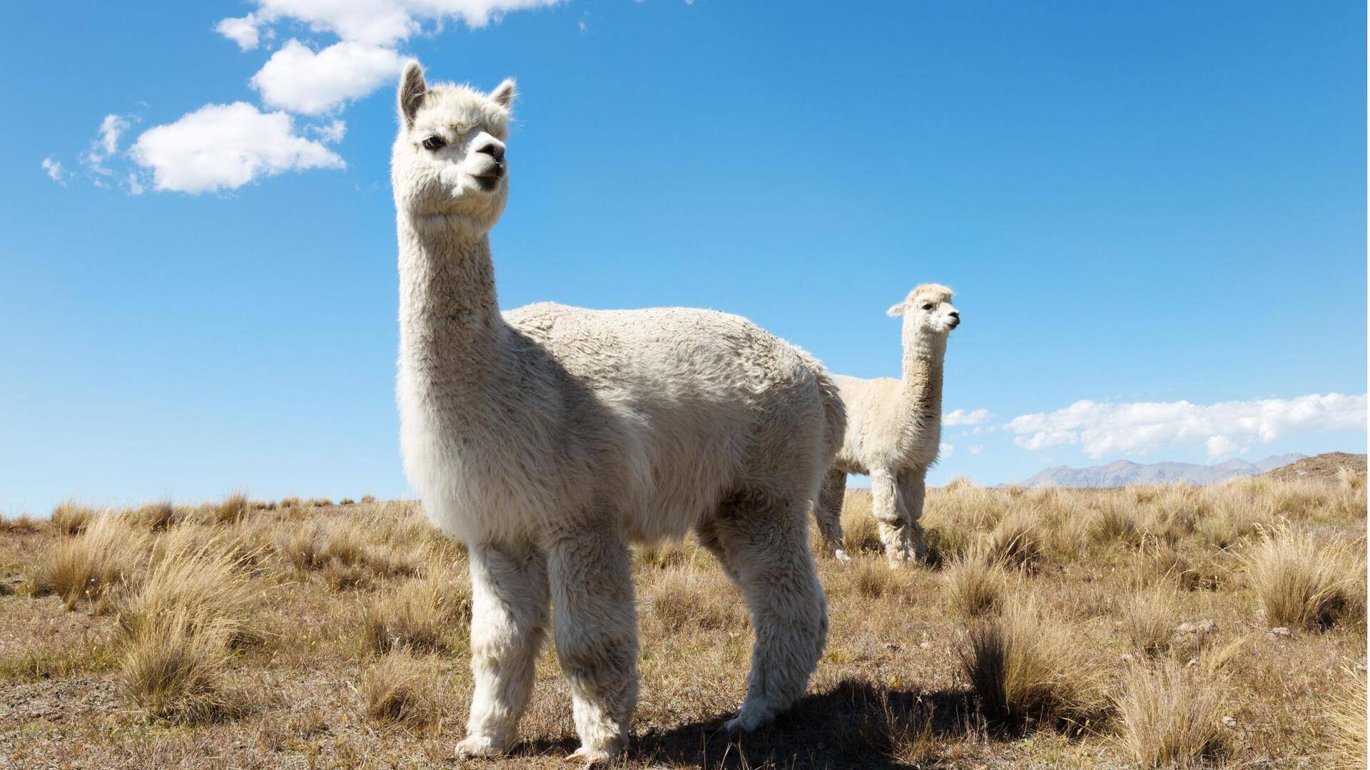 Fakta Menarik tentang Telinga Alpaka