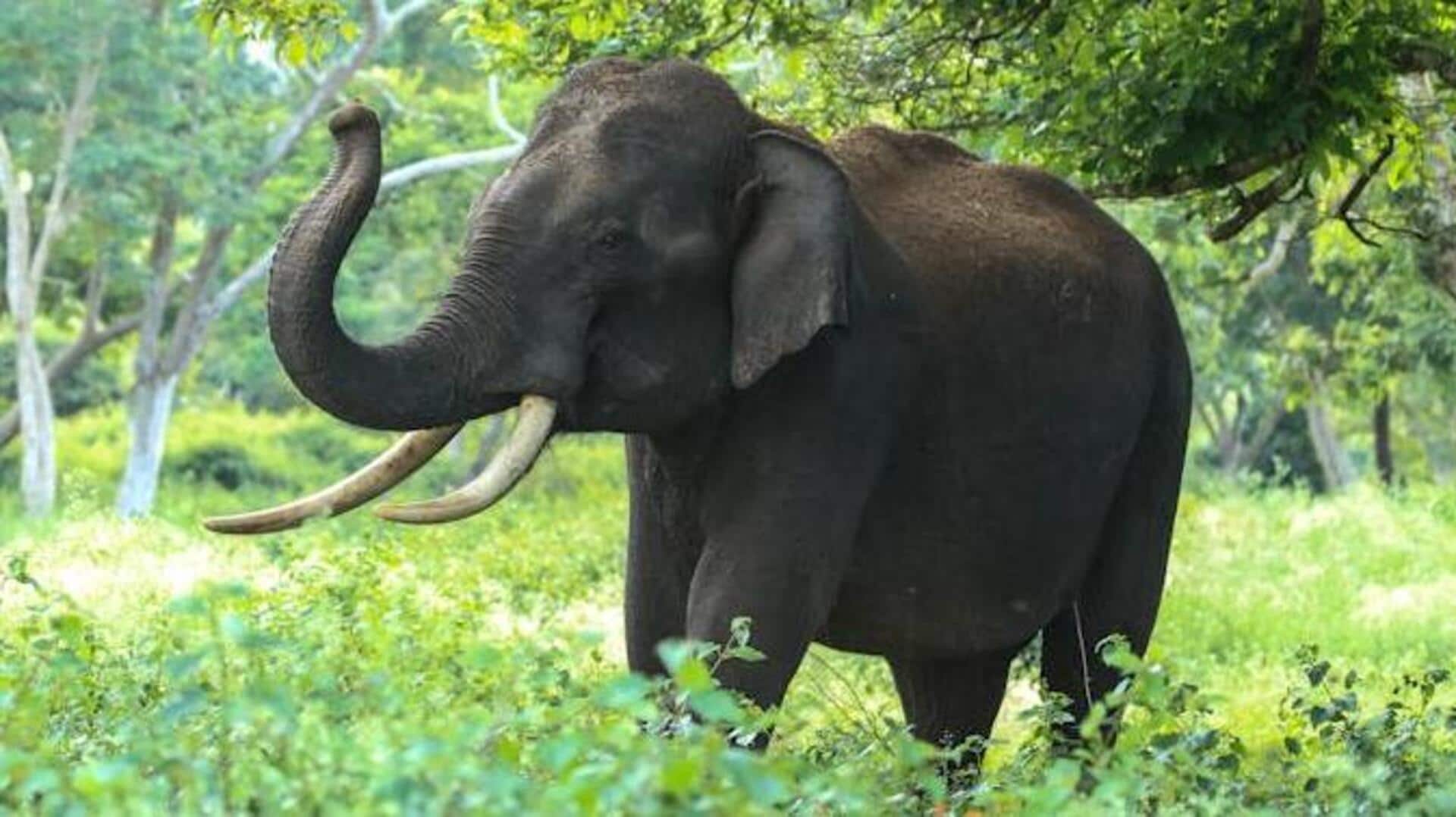 Tempat dengan Gajah yang Memukau di Timor