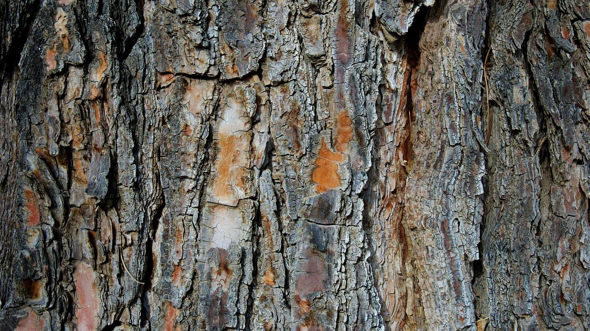 Lima Tips Fotografi untuk Mengabadikan Pola Unik Kulit Kayu