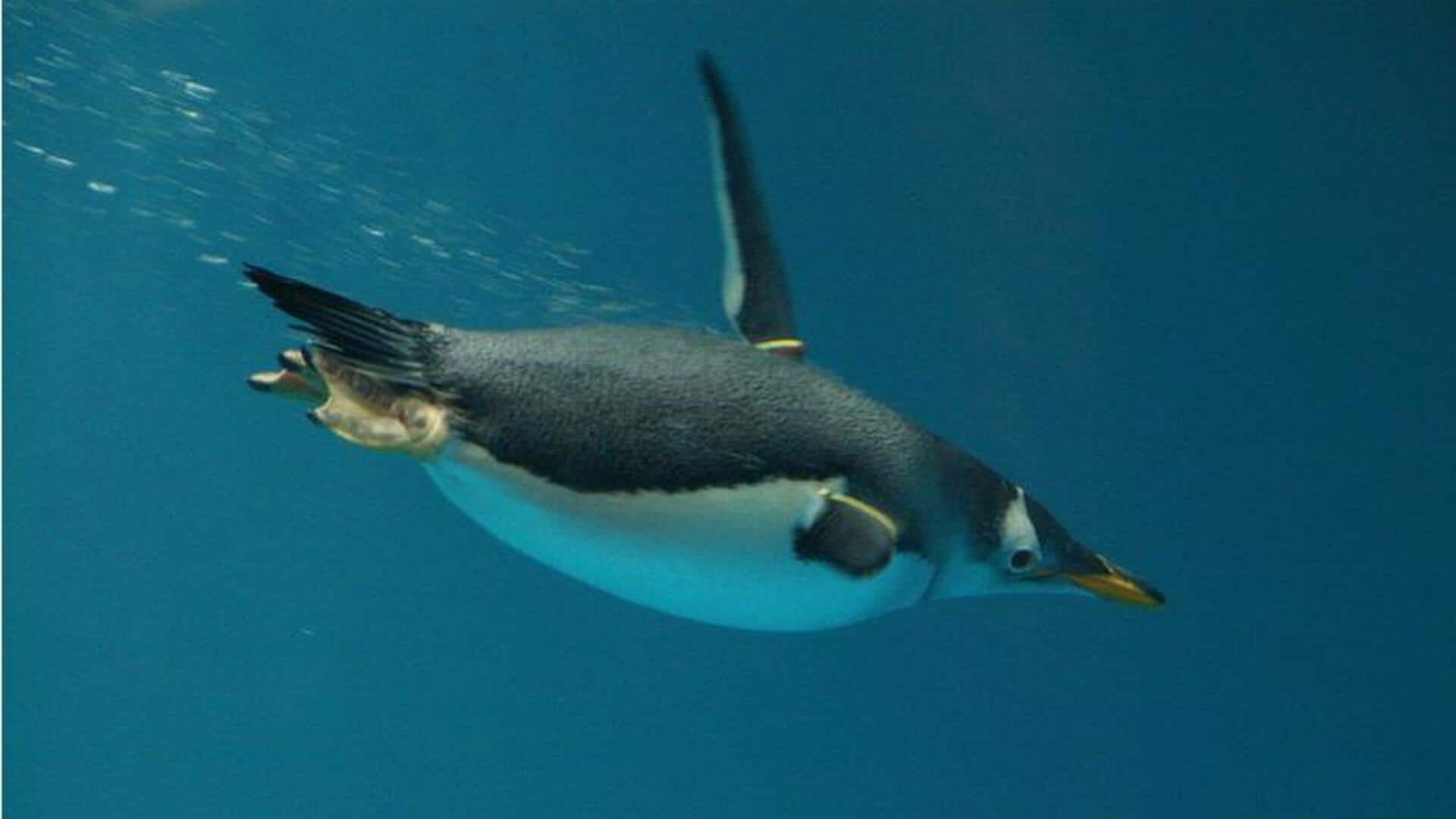 Mengungkap Adaptasi Unik Penguin saat Berada di Air