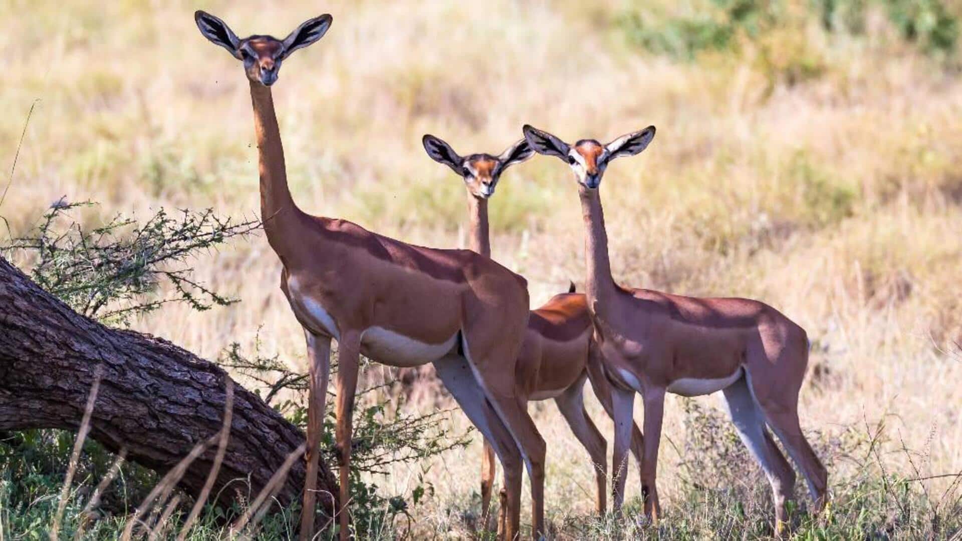Mengungkap Struktur Sosial yang Unik dari Rusa Berleher Panjang