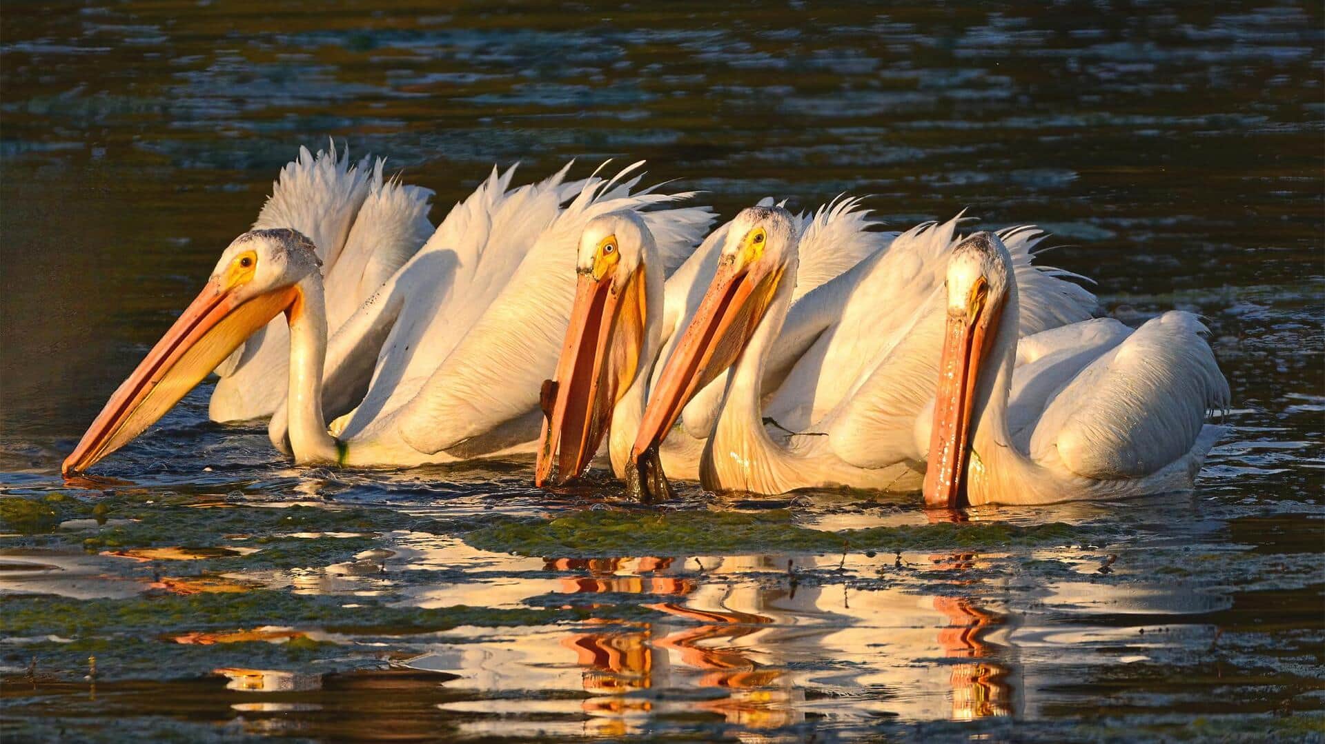Koloni Pelikan: Teknik Menangkap Ikan yang Unik dan Mengagumkan
