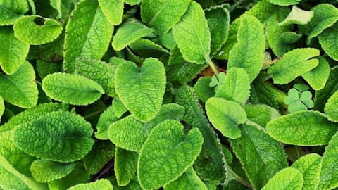 Meningkatkan Kesehatan Taman dengan Lemon Balm