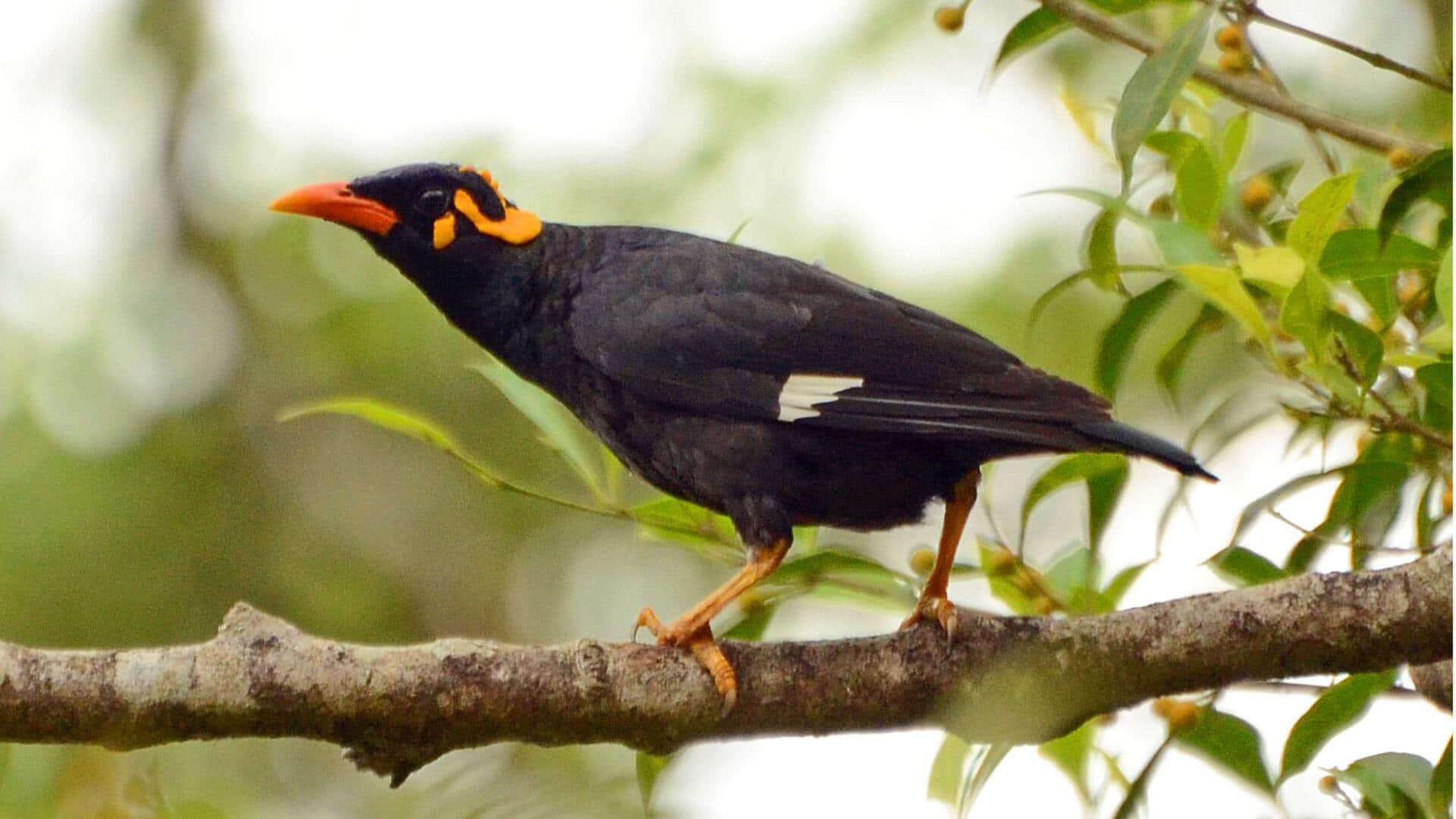 Mengapa Burung Beo bisa Meniru Ucapan Manusia? Mengapa Burung Beo bisa Meniru Ucapan Manusia?