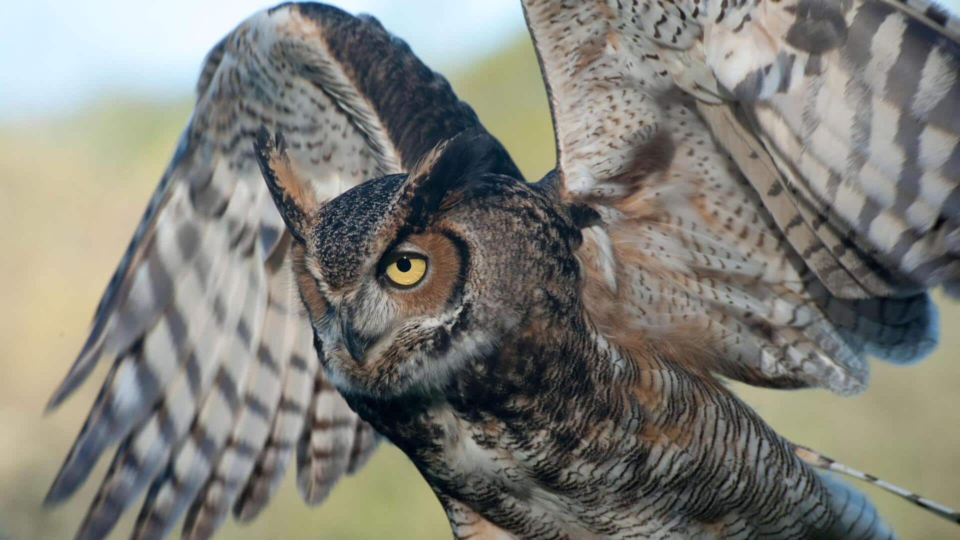 Upaya Global dalam Melestarikan Kehidupan Burung Hantu