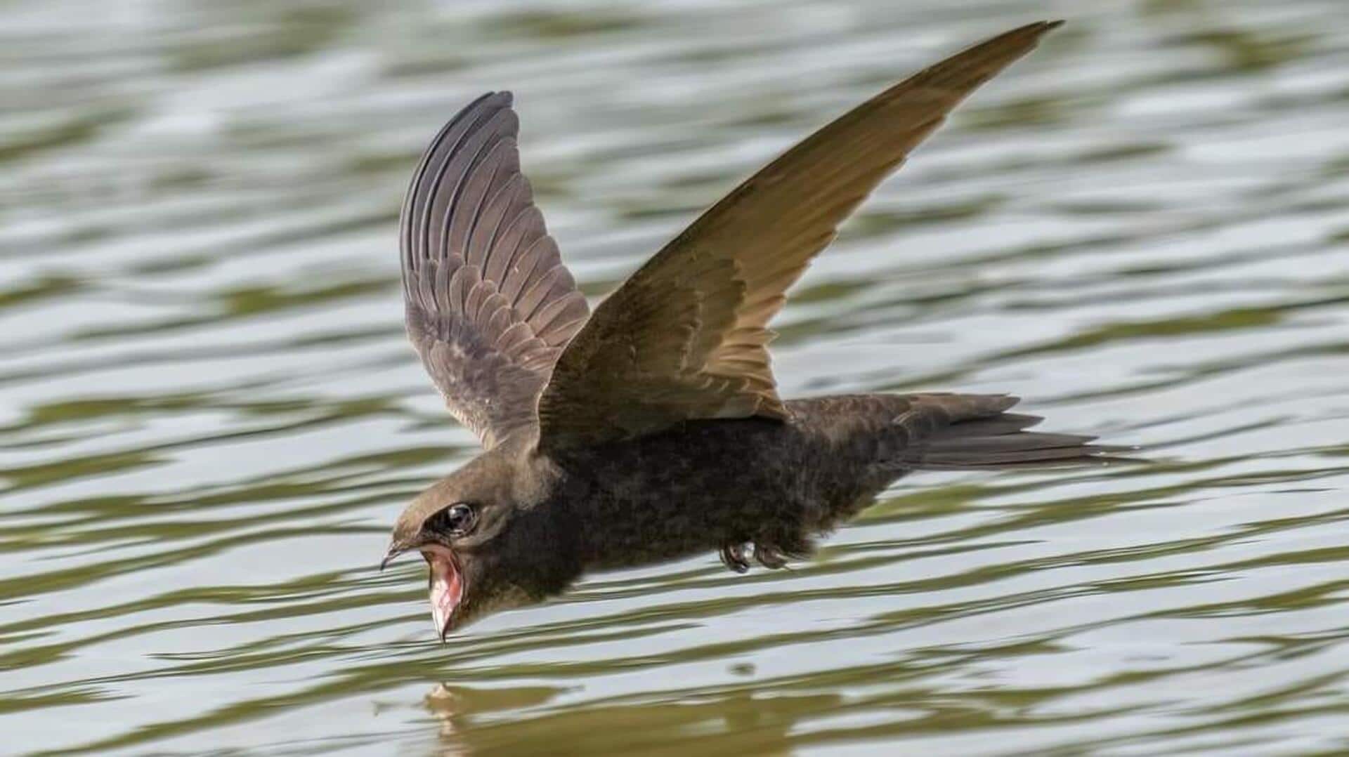 Mengungkap Teknik Berburu Serangga yang Mengagumkan dari Burung Swift
