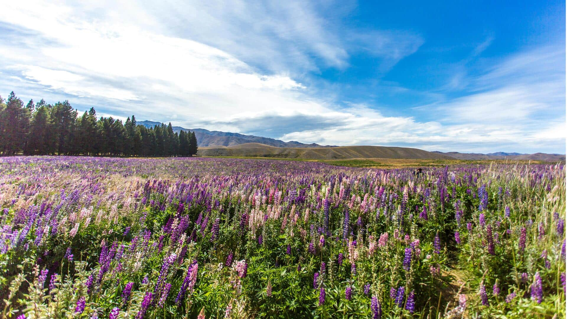 Menikmati Keindahan Ladang Lupin di Danau Tekapo, Selandia Baru