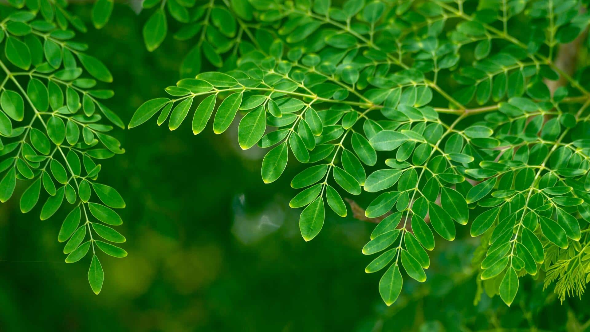 Hidangan Daun Kelor yang Kaya Antioksidan