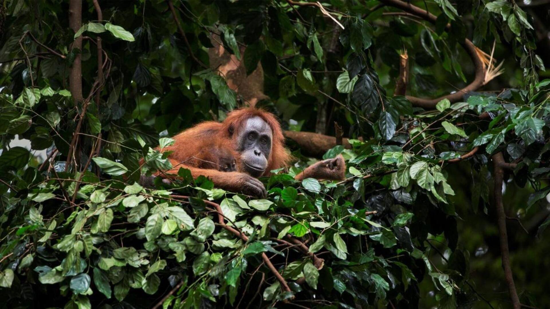 Mengungkap Teknik Seekor Orangutan dalam Membangun Sarang