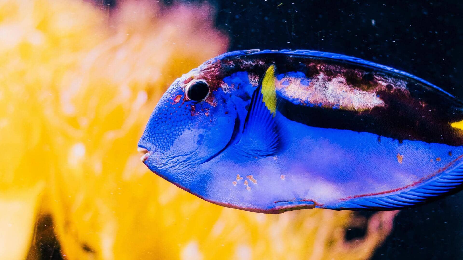 Pola migrasi ikan blue tang yang unik Pola migrasi ikan blue tang yang unik