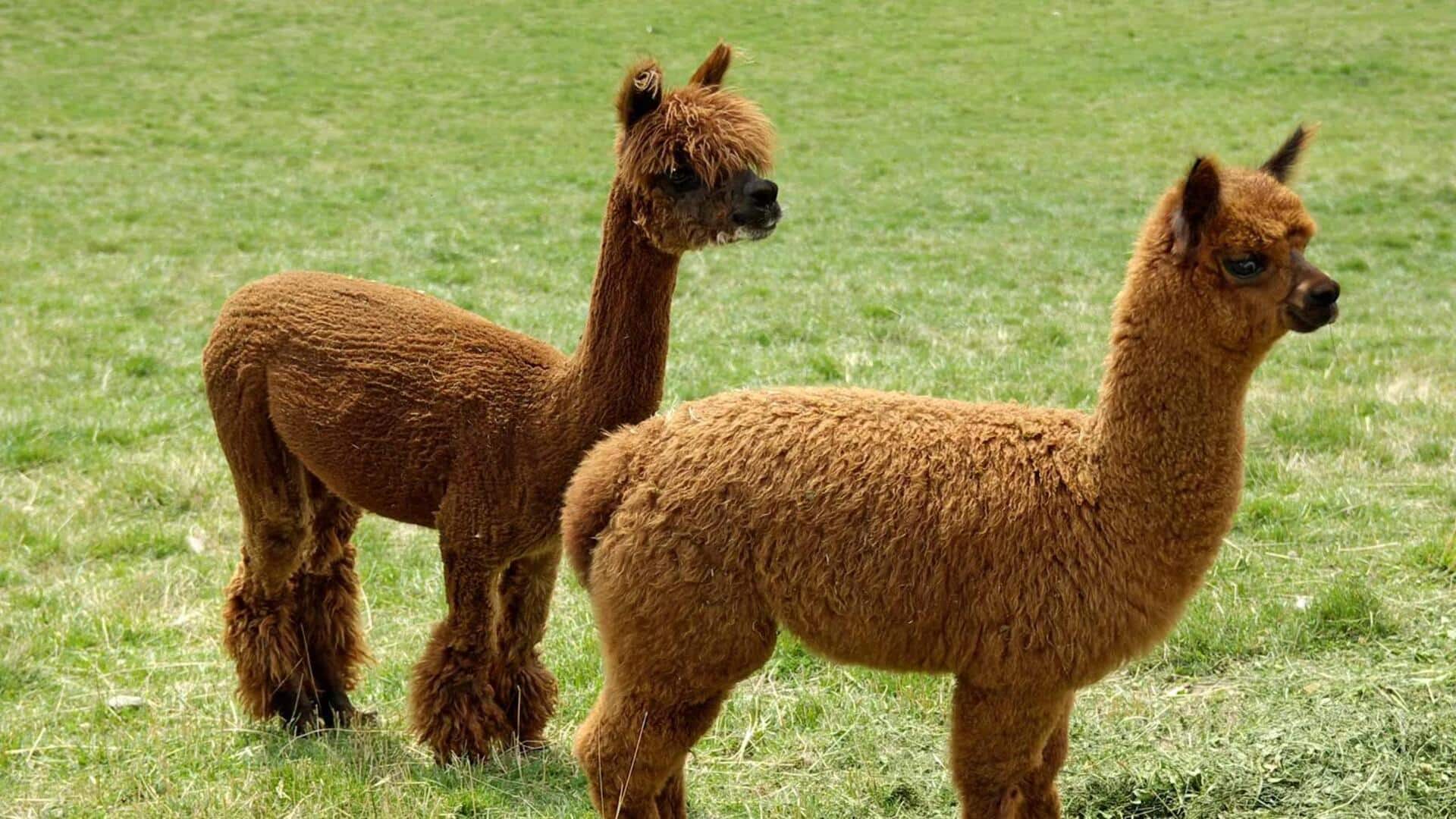 Mengungkap Lima Sifat Alami Alpaka yang Menarik