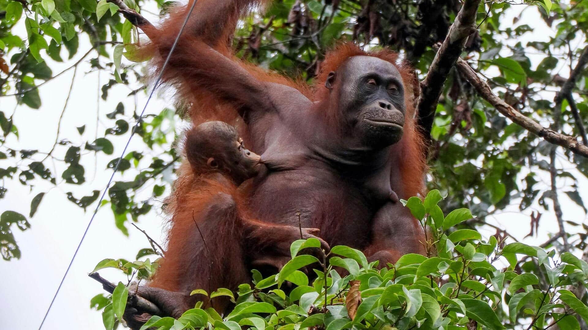 Pulau-Pulau Terpencil untuk Penelitian Ilmiah di Seluruh Dunia