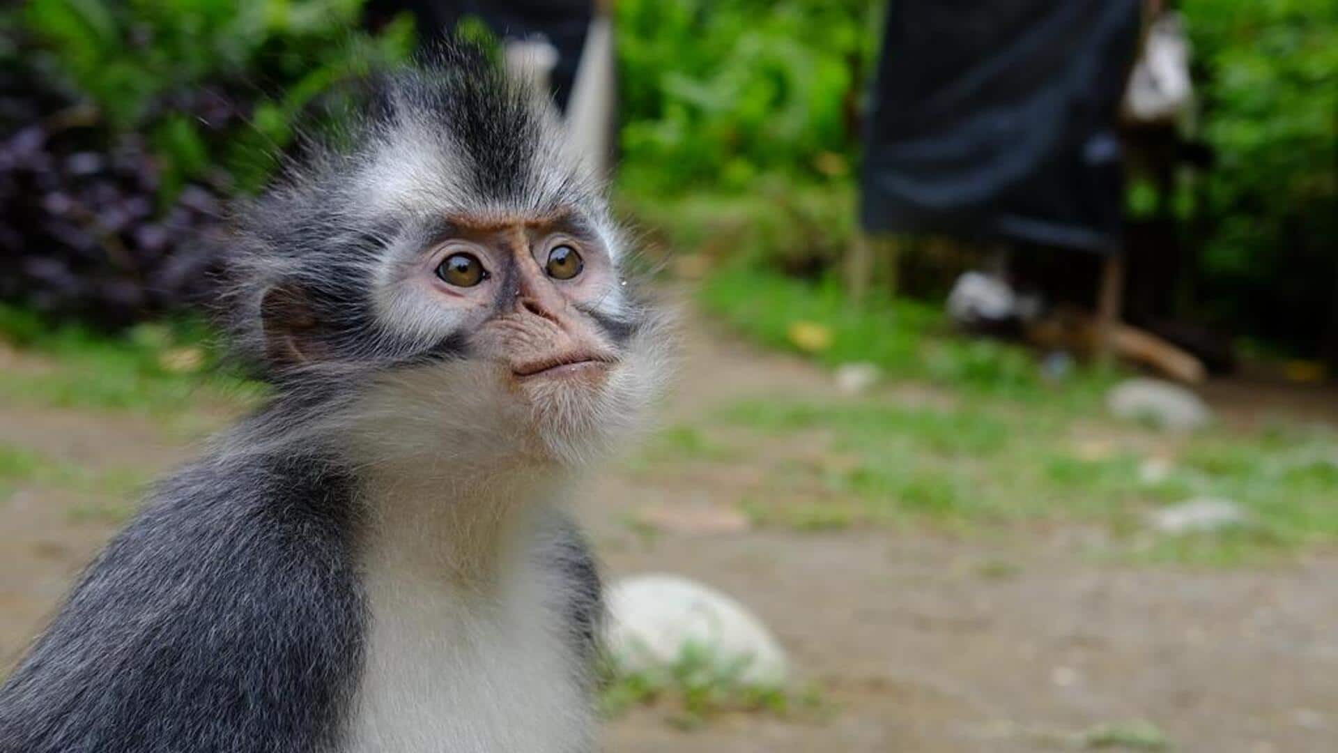 Fakta menarik tentang monyet daun Sumatra Fakta menarik tentang monyet daun Sumatra