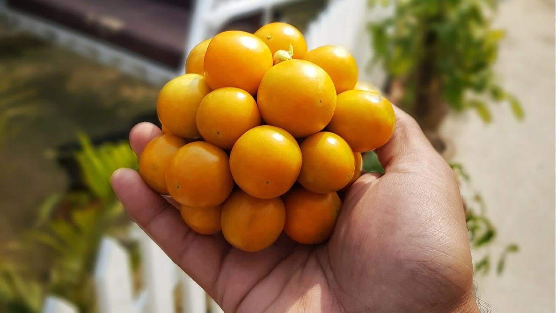 Cara Menanam Cape Gooseberry di Segala Iklim
