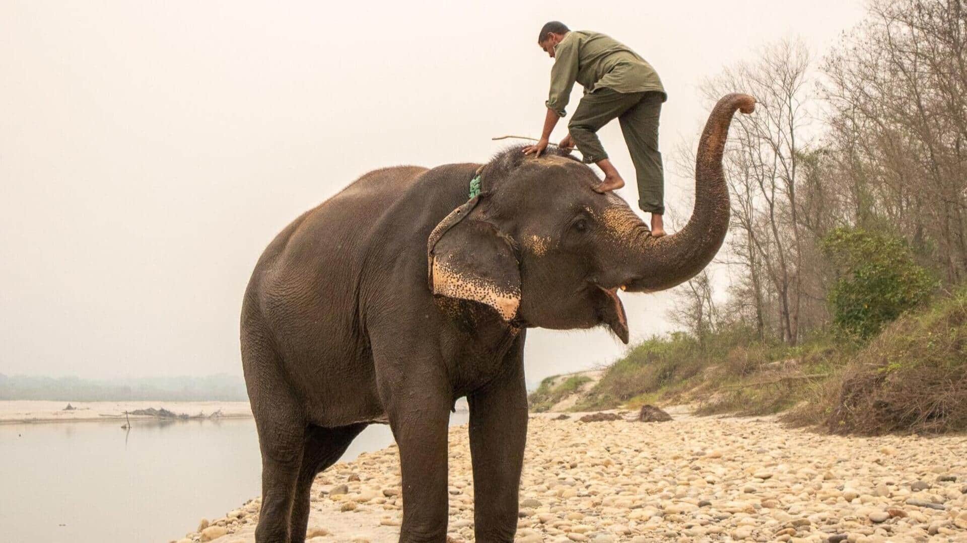 Tingkatkan Kelincahan Tubuh dengan Latihan Kekuatan Layaknya Seorang Pawang Gajah Tingkatkan Kelincahan Tubuh dengan Latihan Kekuatan Layaknya Seorang Pawang Gajah