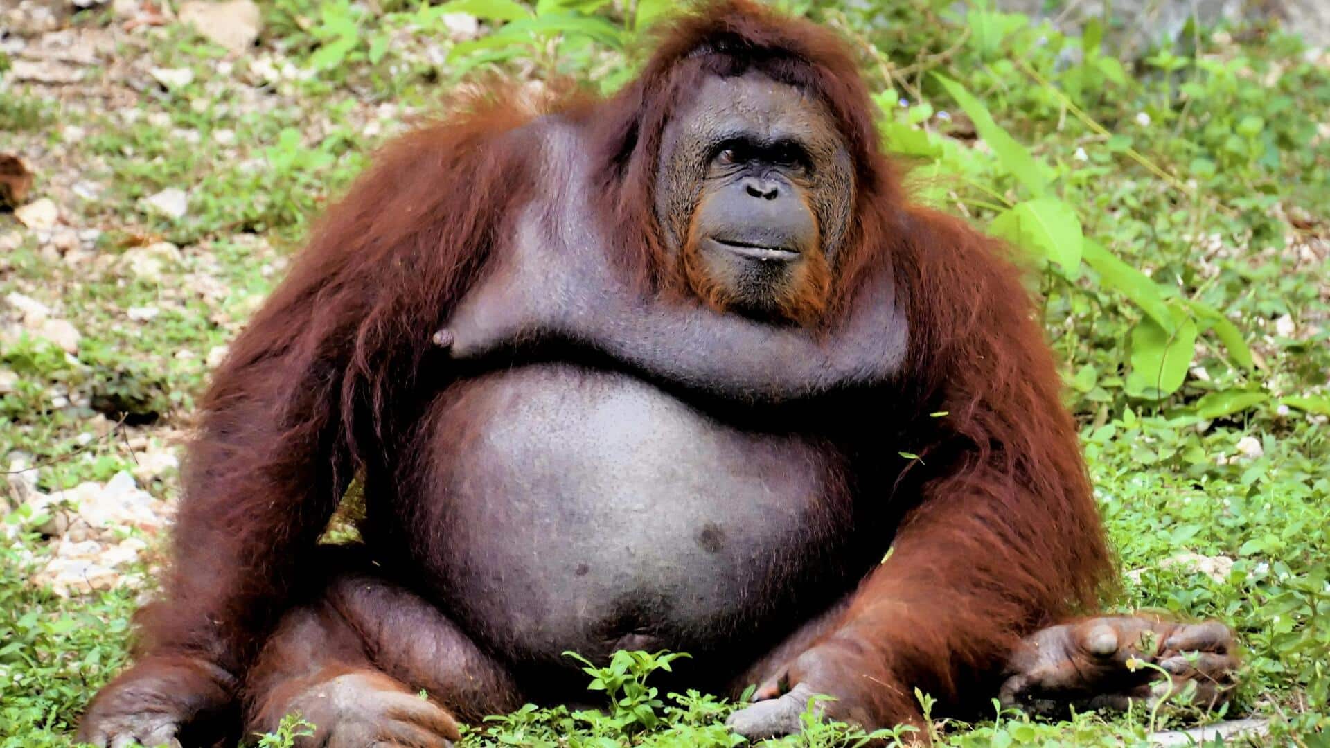 Mengungkap struktur sosial tersembunyi orangutan: Lima wawasan utama Mengungkap struktur sosial tersembunyi orangutan: Lima wawasan utama