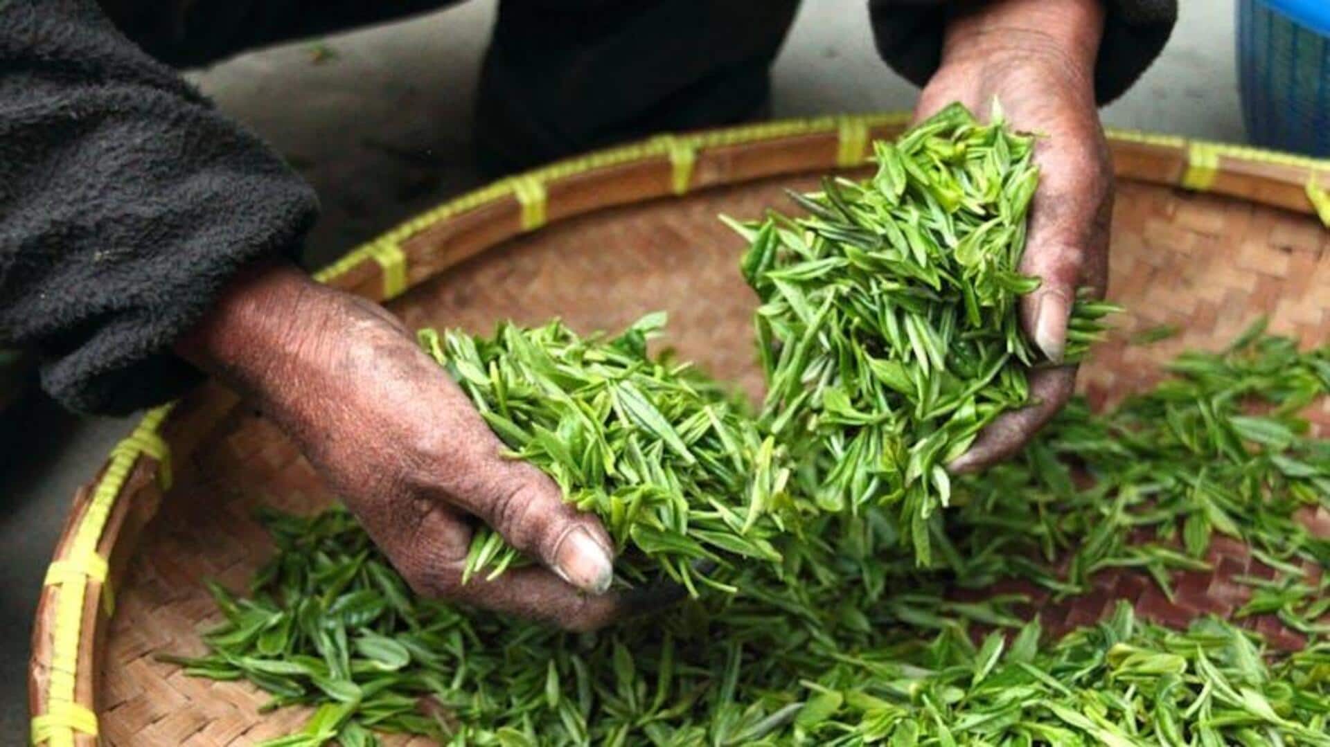 Limbah Teh Hijau Menjadi Bahan Bakar: Terobosan Berkelanjutan!