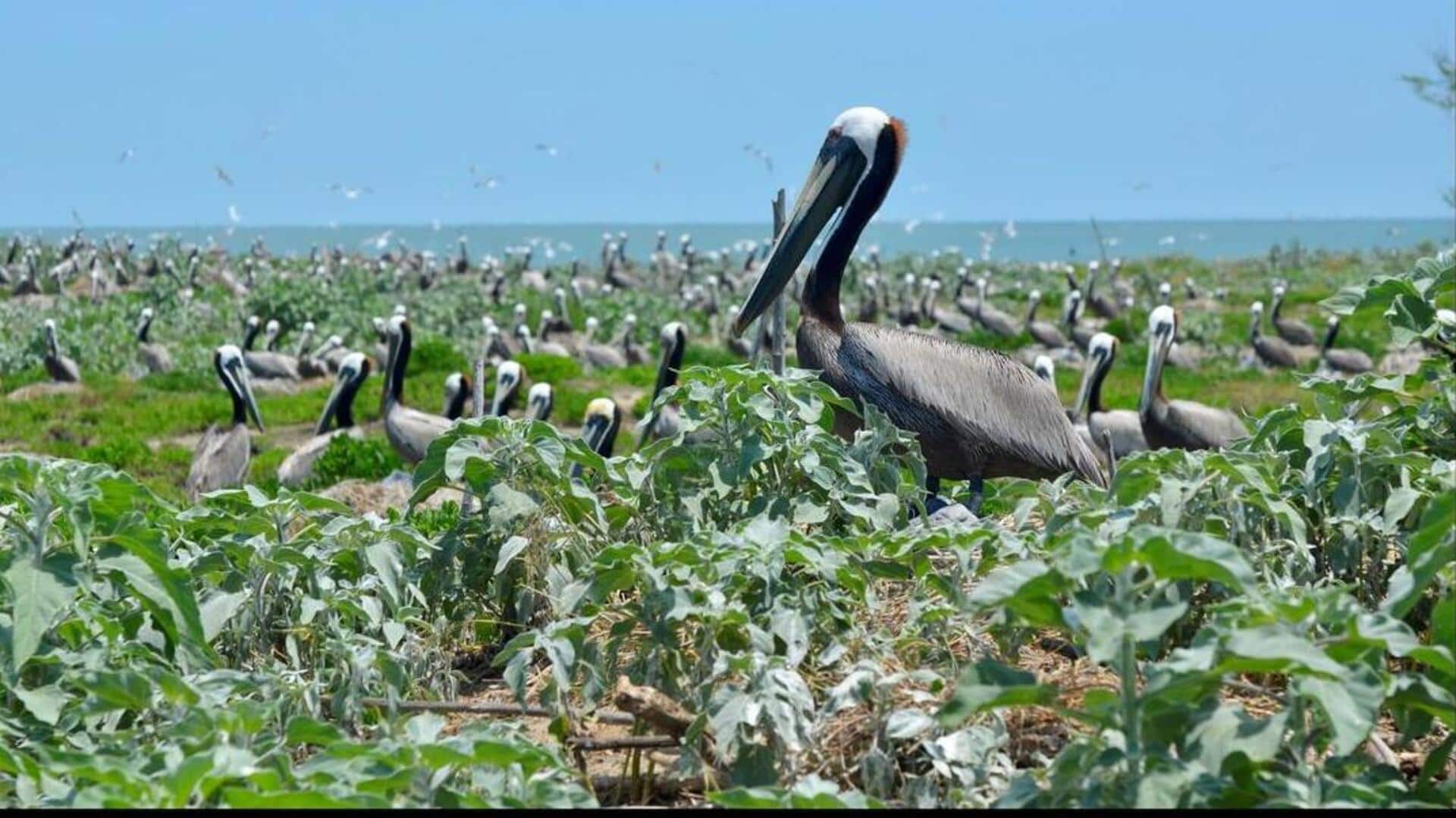 Peran Pelikan dalam Ekosistem: Pengaruh Habitat dan Kelangsungan Hidup