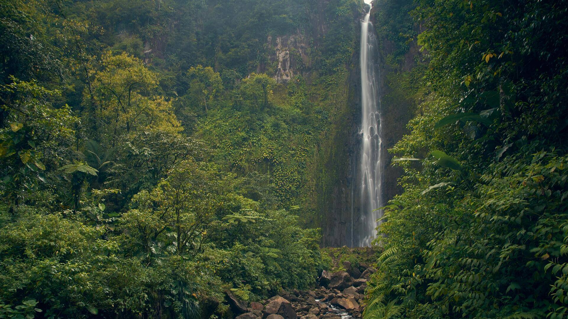 Menjelajahi Hutan Lembap Guadeloupe di Karibia