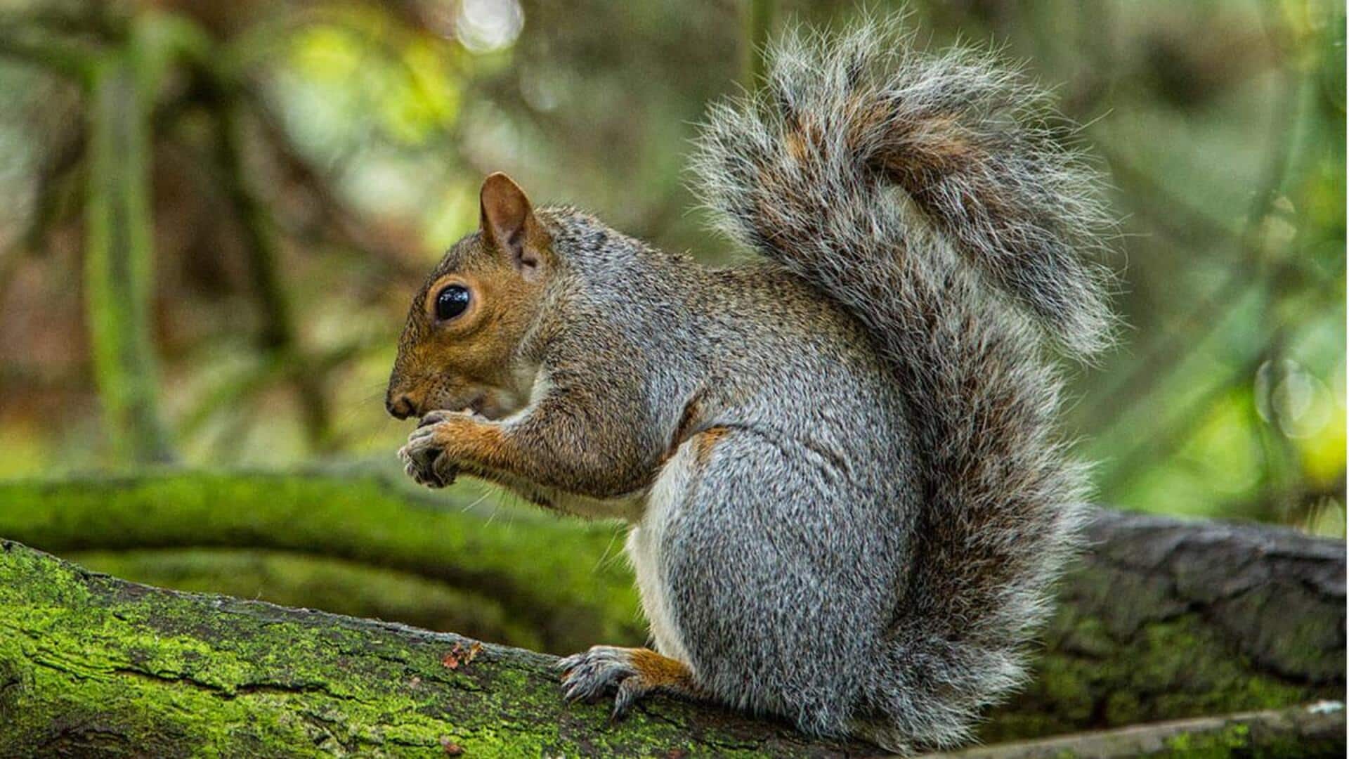 Cara Tupai Berkomunikasi dengan Gerakan Ekor