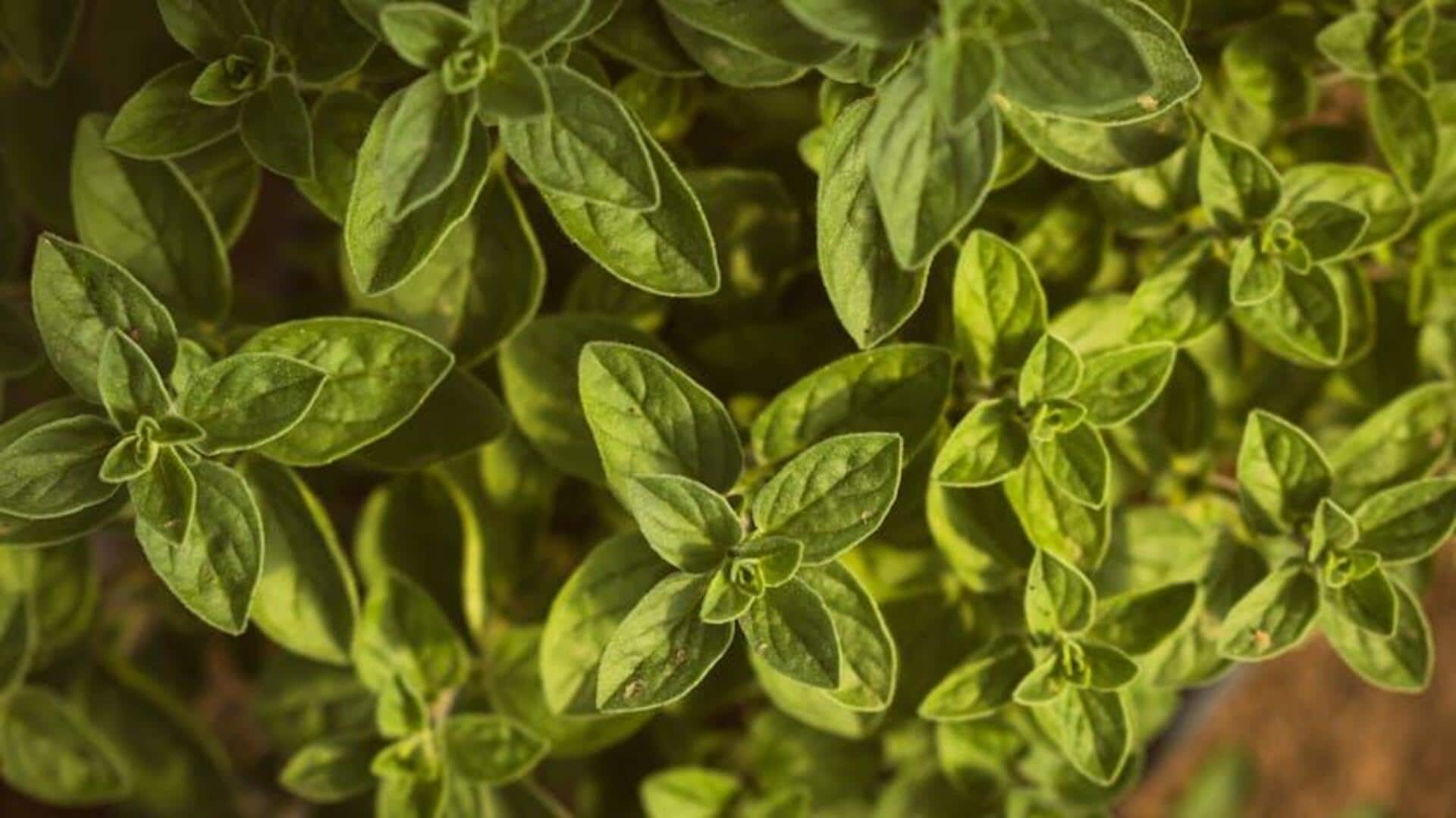 Tips Menanam Marjoram untuk Setiap Tukang Kebun Rumah