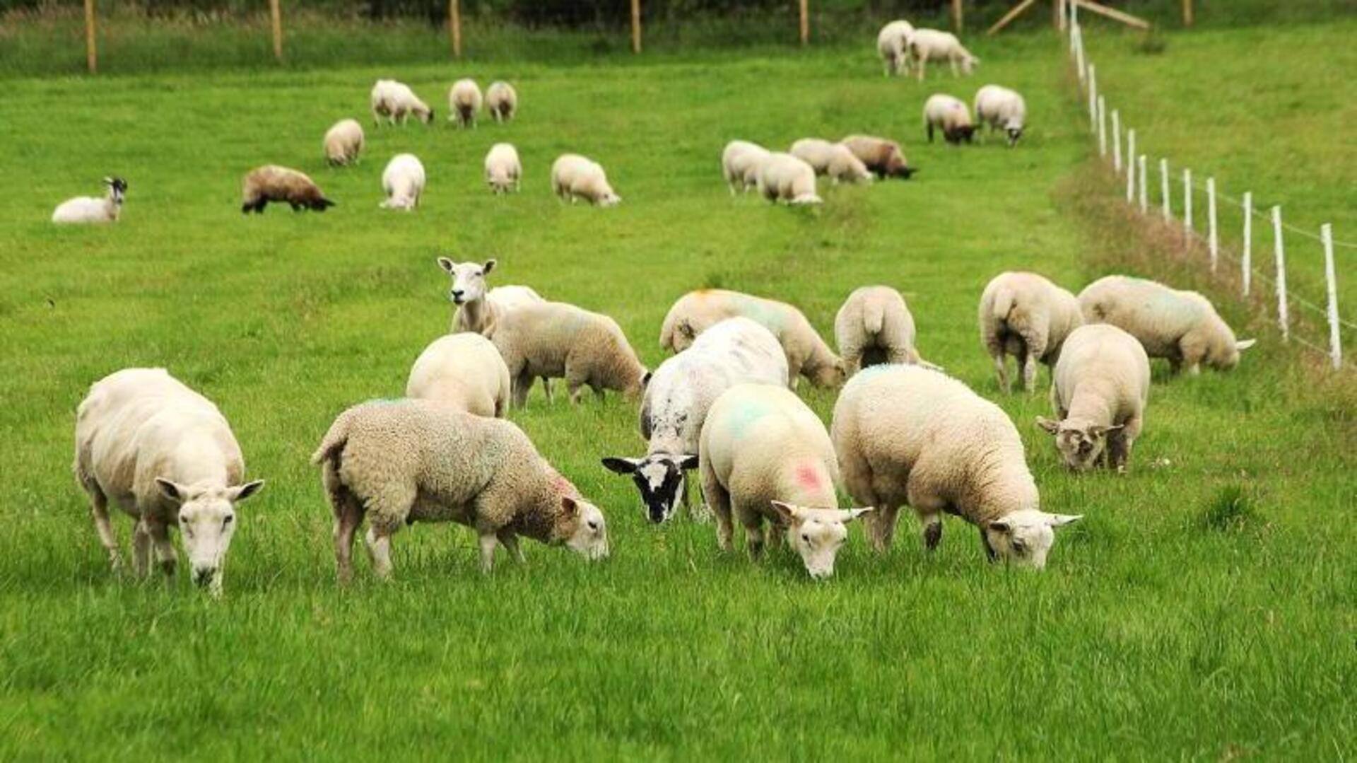 Panduan Praktis dalam Membangun Habitat yang Ramah bagi Domba