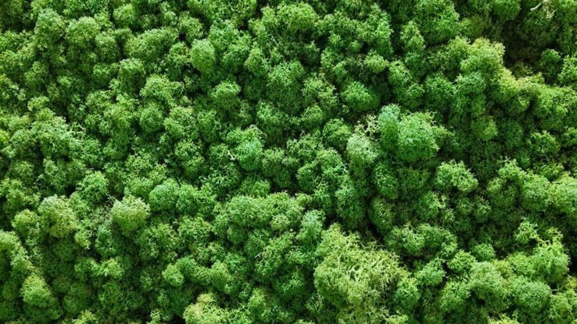 Lima Jenis Lumut Terbaik untuk Taman Mini Indonesia