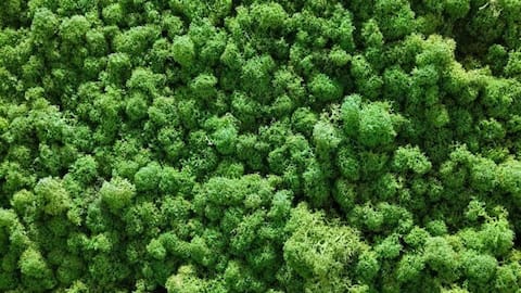 Lima Jenis Lumut Terbaik untuk Taman Mini Indonesia