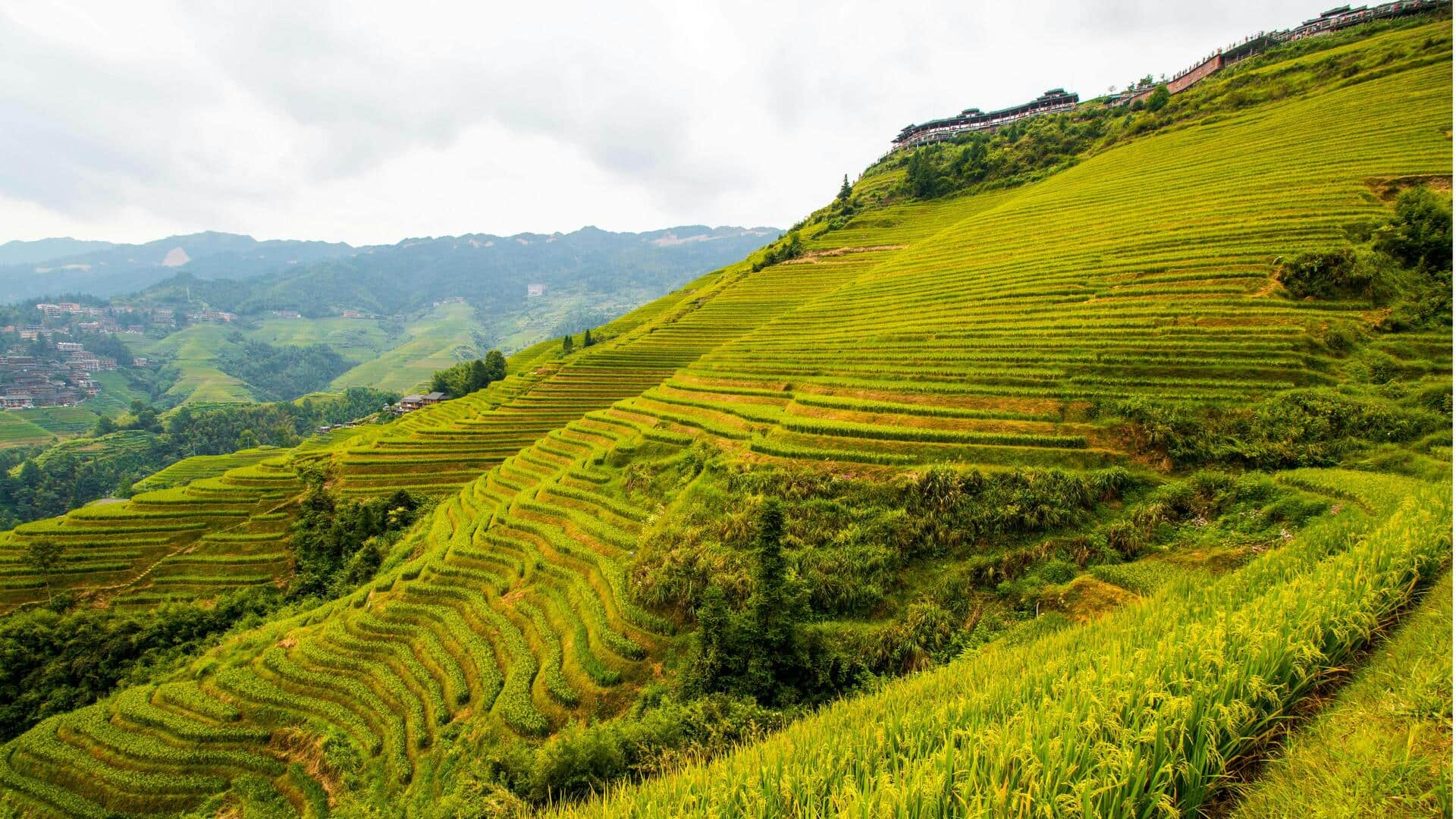 Menikmati Keindahan Teras Sawah Naga, Cina