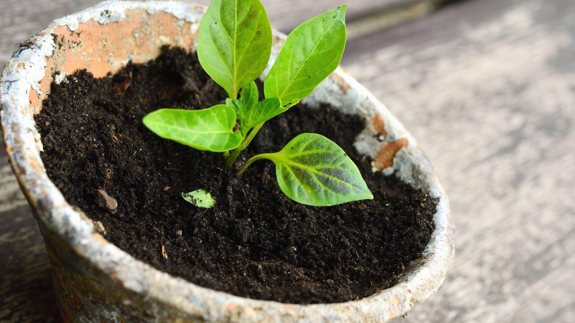 Ubah sisa bahan dapur menjadi kompos berguna dalam lima langkah