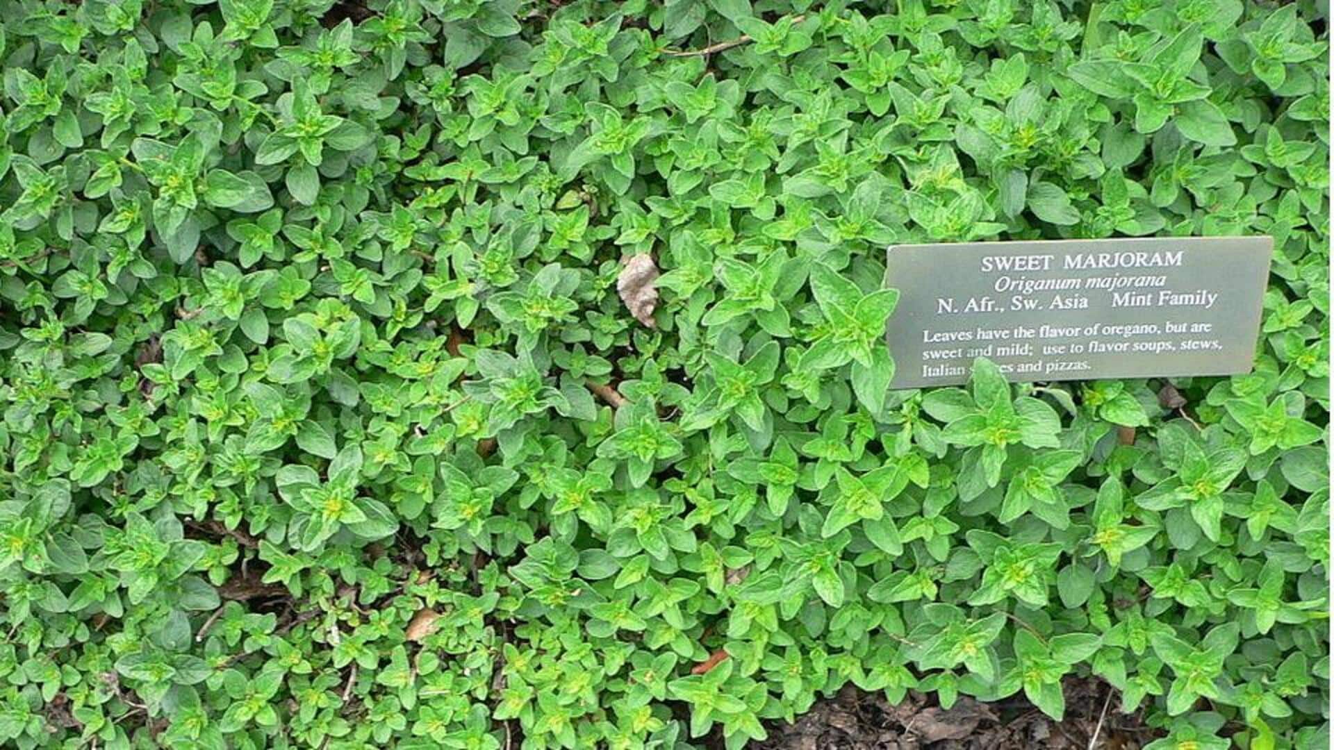 Maksimalkan Marjoram Anda: Penggunaan Tak Biasa untuk Berkebun