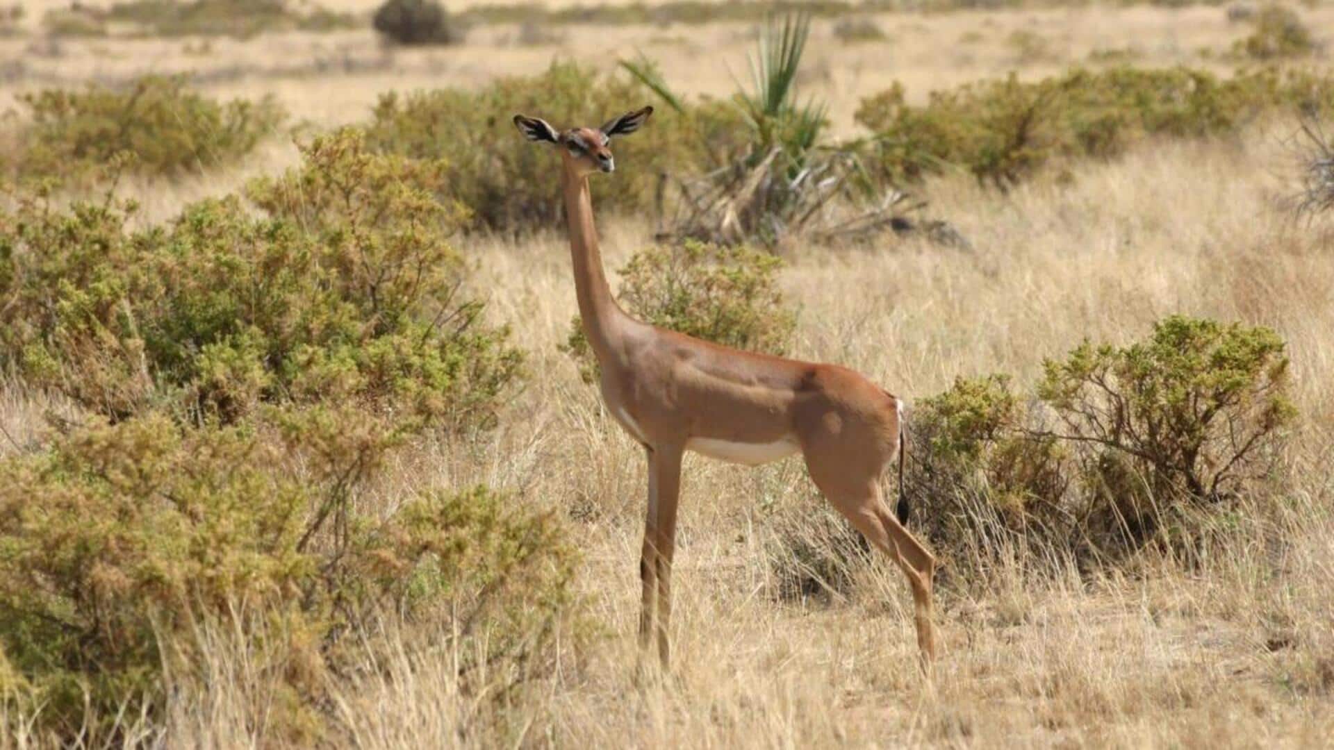 Mempelajari Pola Makan Rusa Berleher Panjang yang Unik