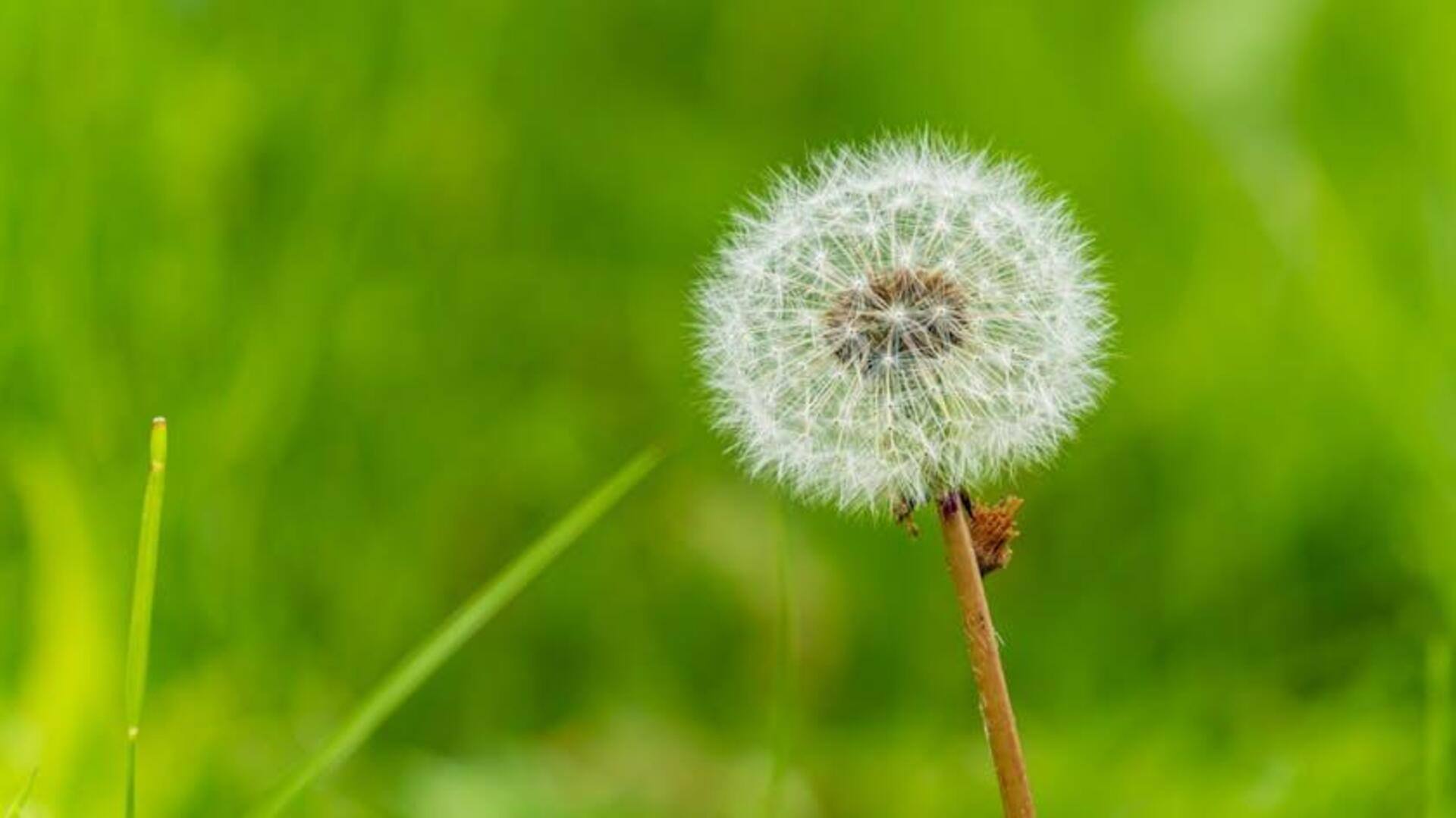 Fakta Menarik tentang Dandelion yang Jarang Diketahui
