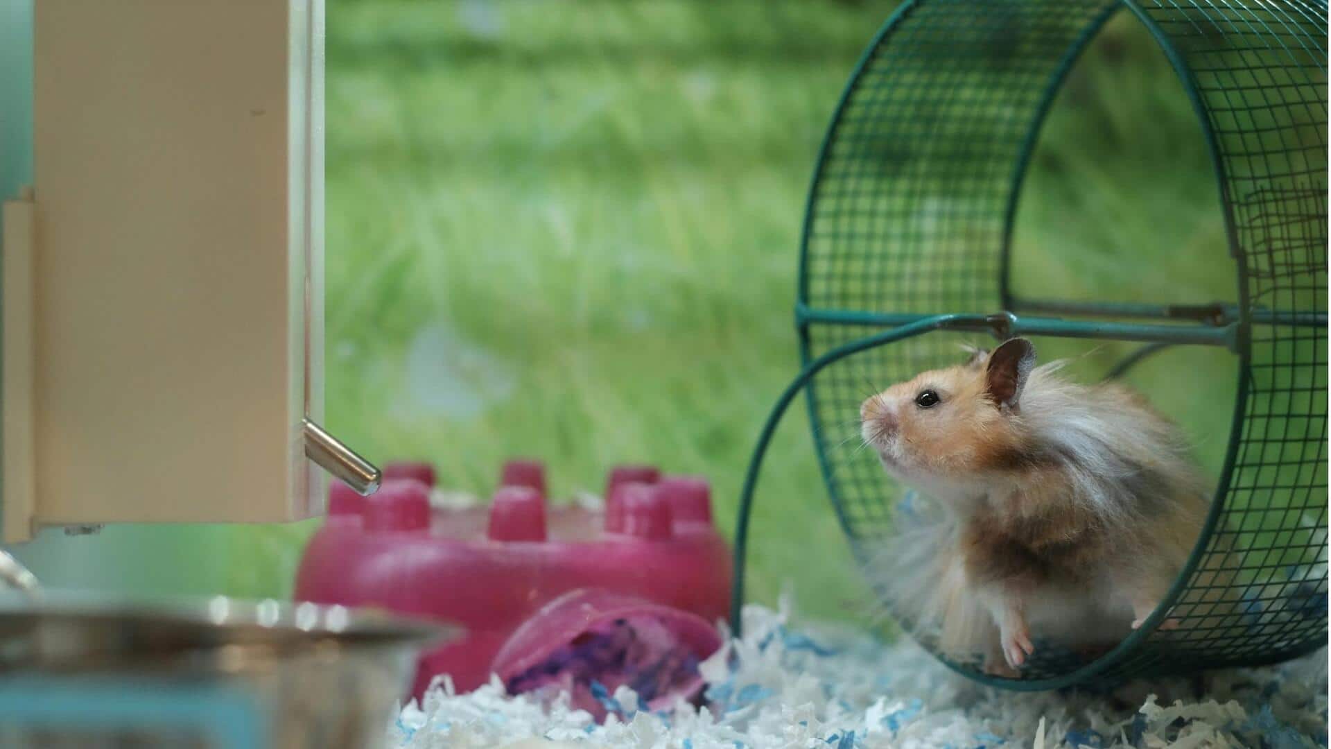 Menemukan Dunia Tersembunyi dari Antusiasme Roda Hamster Menemukan Dunia Tersembunyi dari Antusiasme Roda Hamster