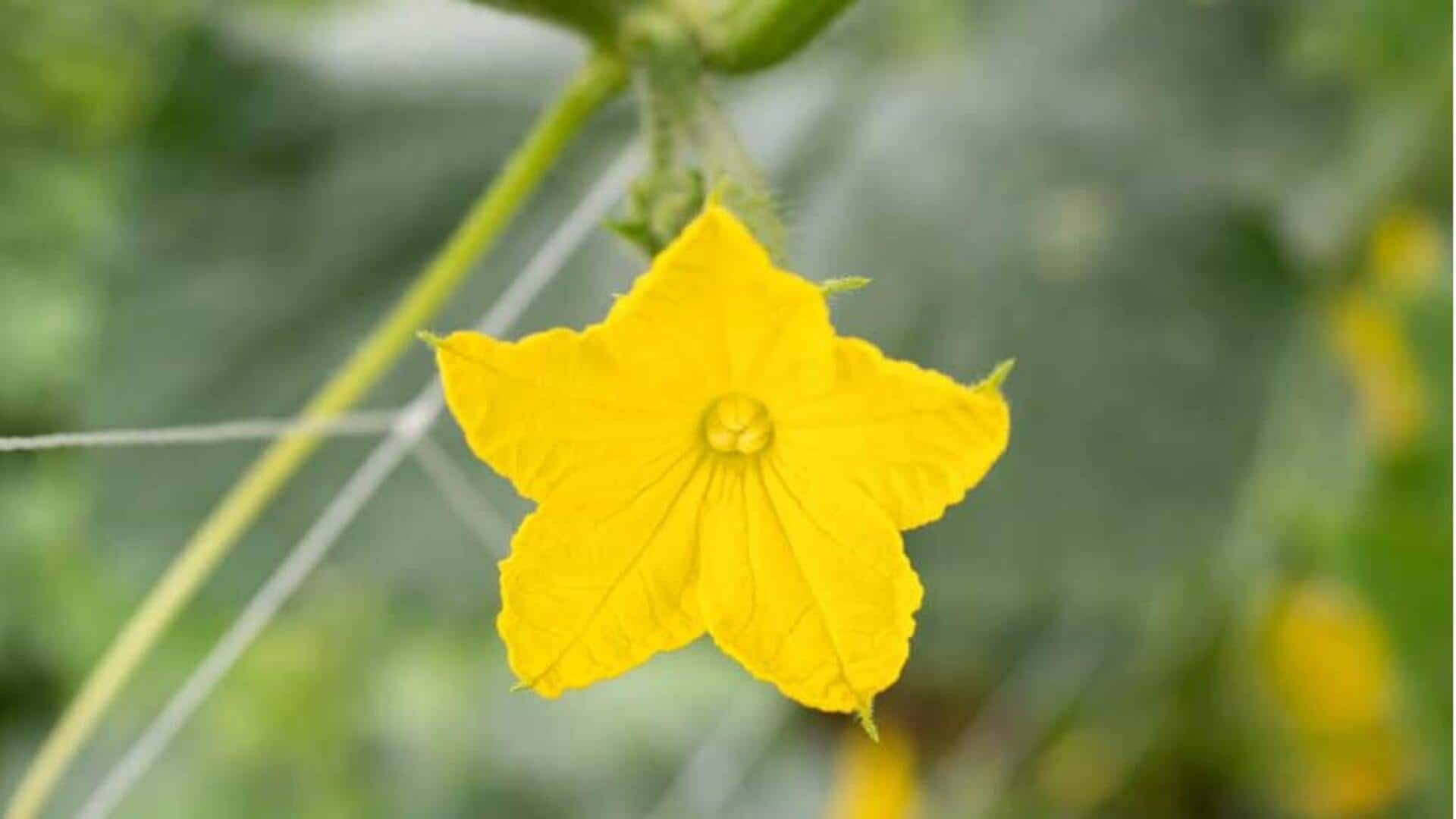 Menjelajahi Hidangan Berbasis Bunga Mentimun dalam Kuliner Indonesia