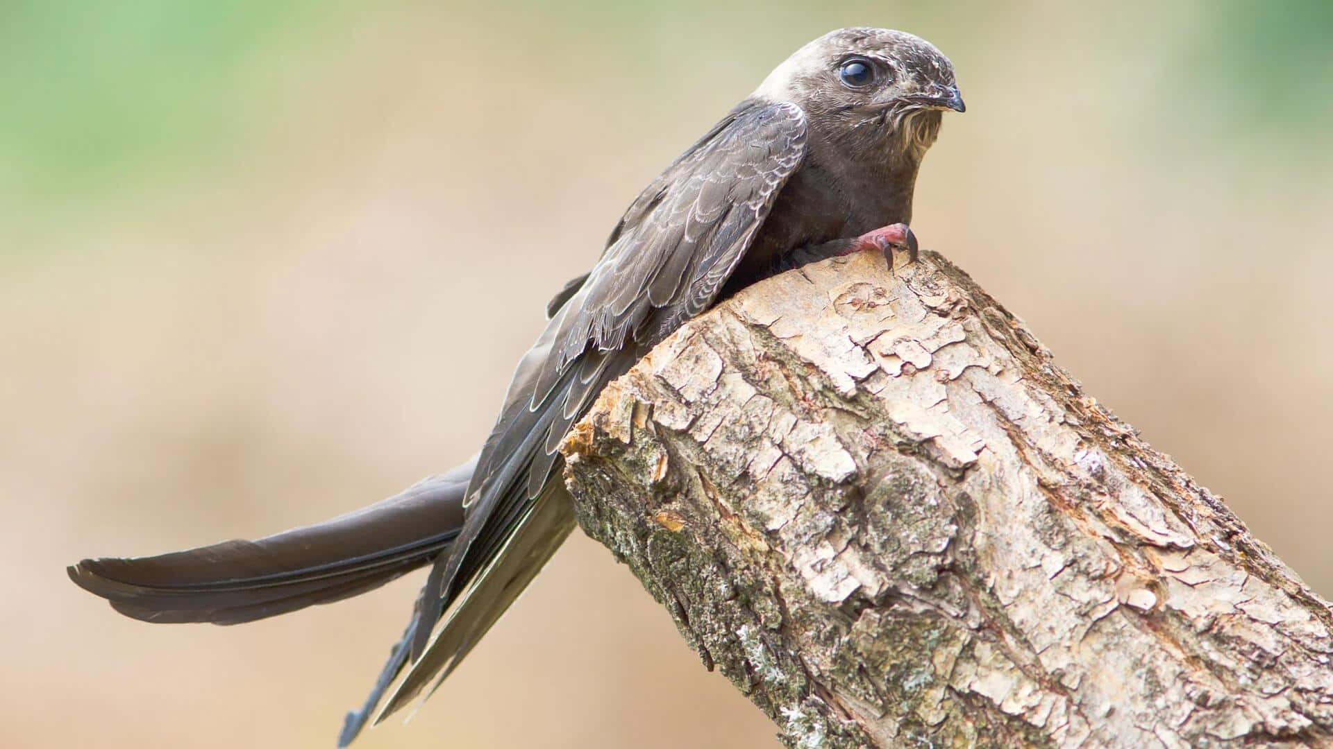 Lima Trik Kamuflase Swift di Alam Liar