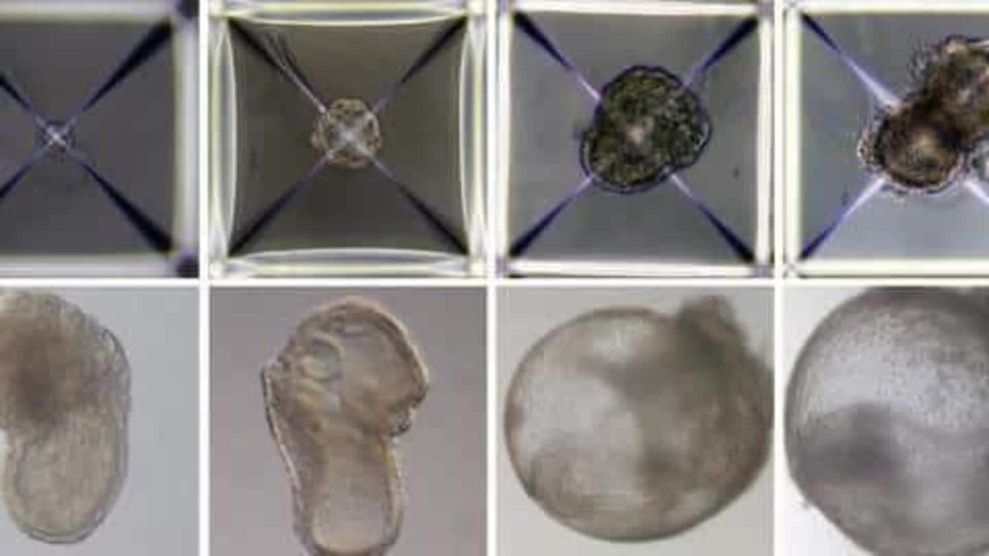 Ilmuwan ciptakan 'embrio sintentis' lengkap dengan otak dan jantung