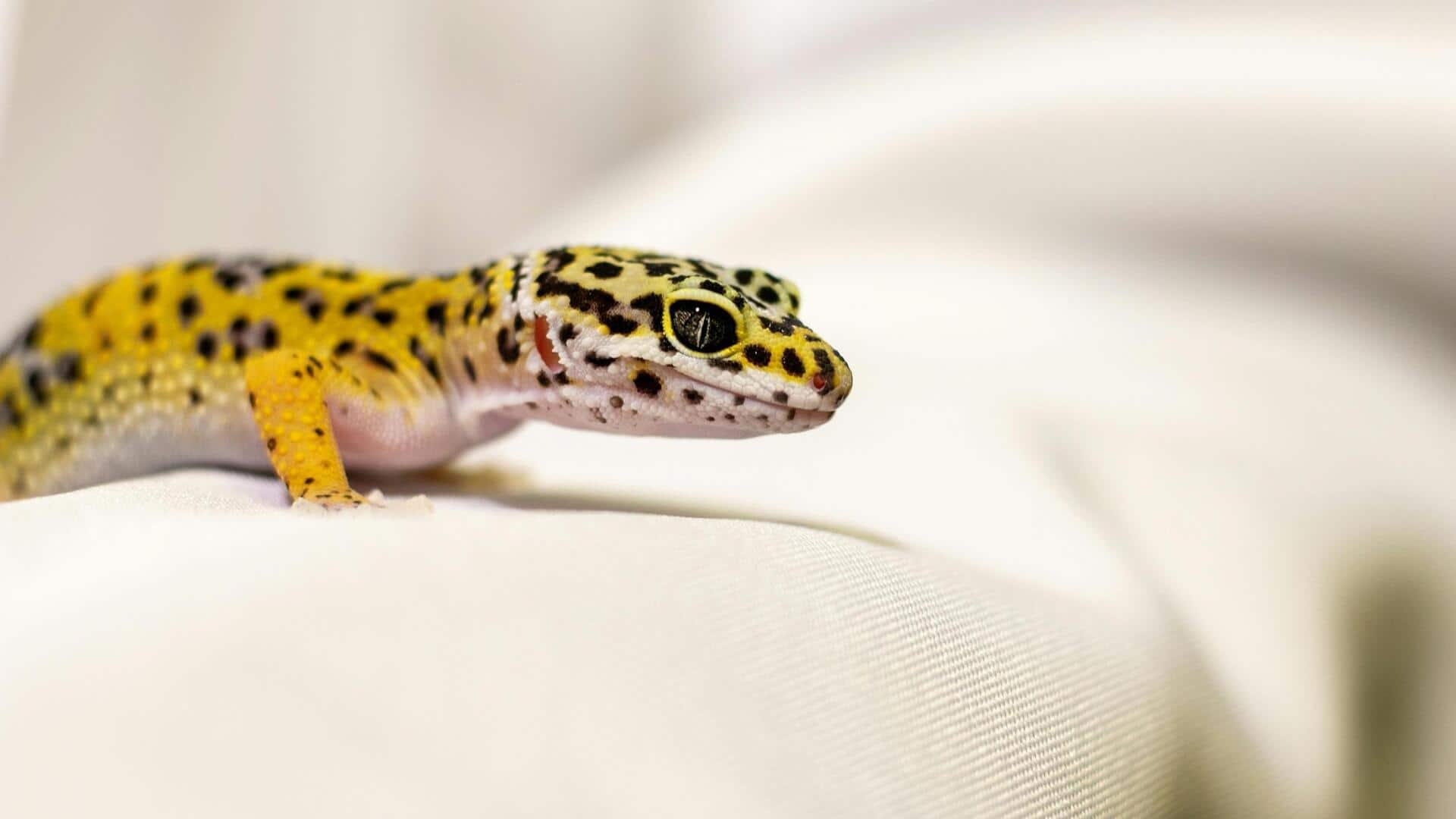 Fakta menarik tentang Leopard Gecko Fakta menarik tentang Leopard Gecko