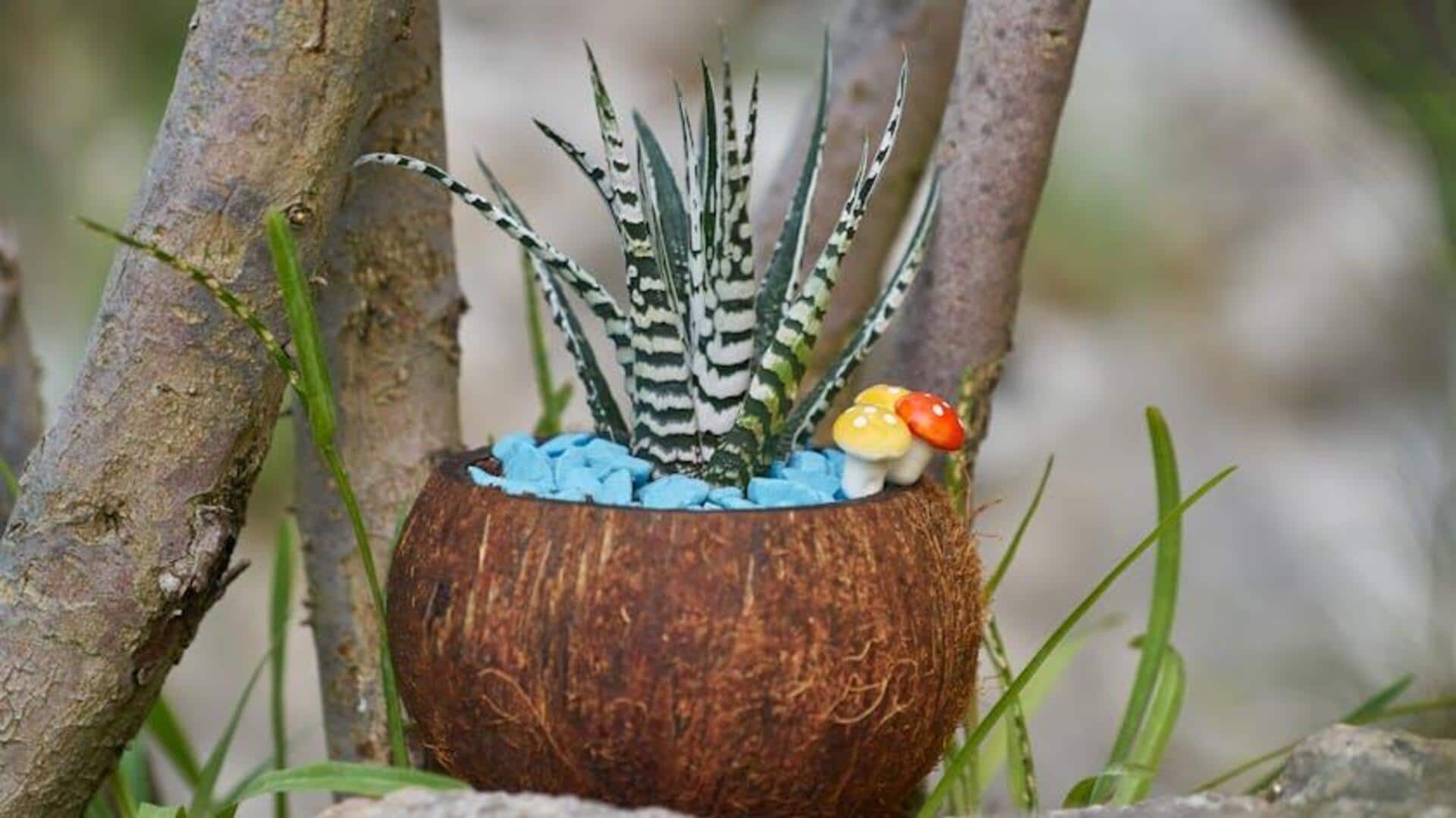 Lima Trik Kreatif untuk Menumbuhkan Kaktus Zebra di Rumah