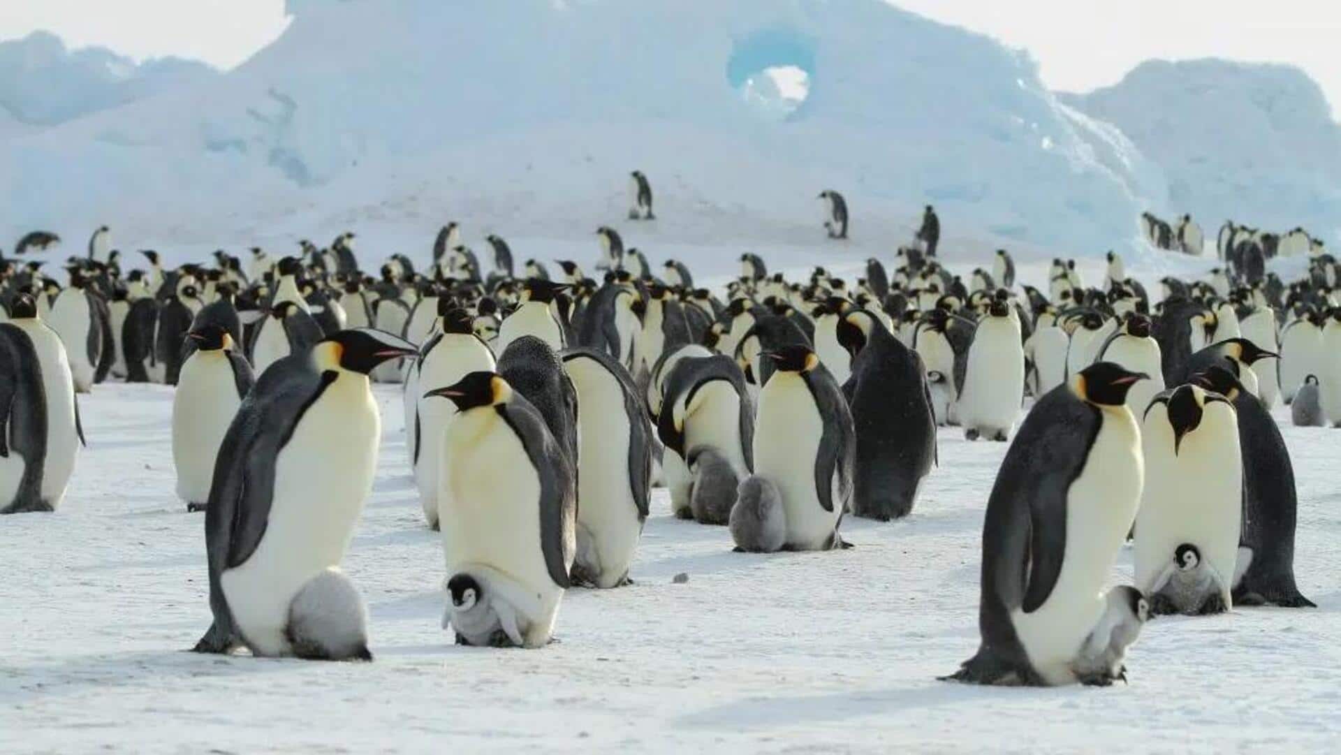 Beberapa Fakta Menarik tentang Ikatan Pasangan Penguin