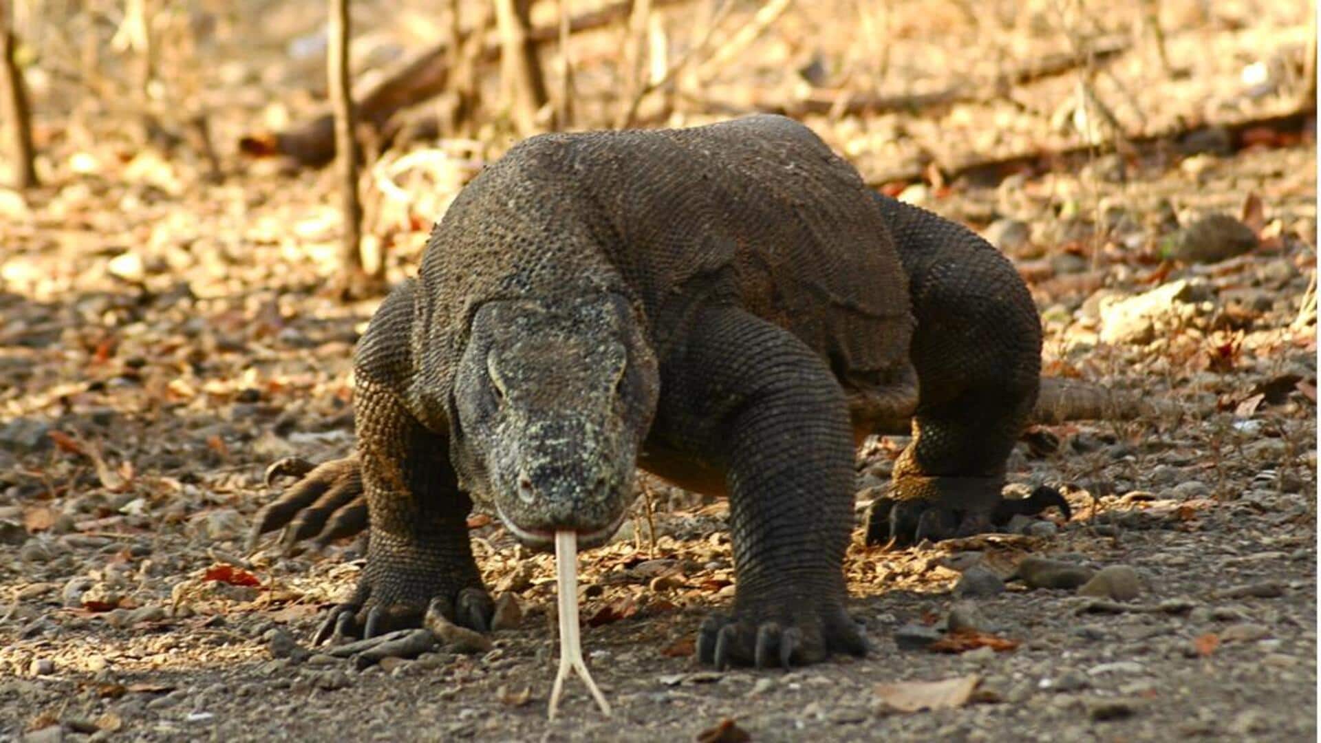 Penjelasan perilaku tak terduga komodo Penjelasan perilaku tak terduga komodo