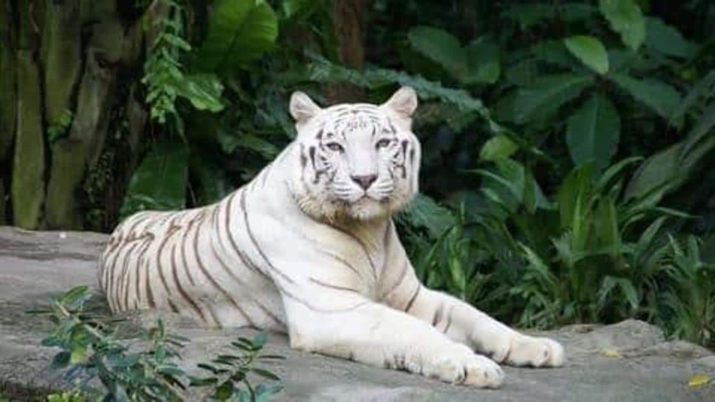 5 kebun binatang yang wajib dikunjungi di India
