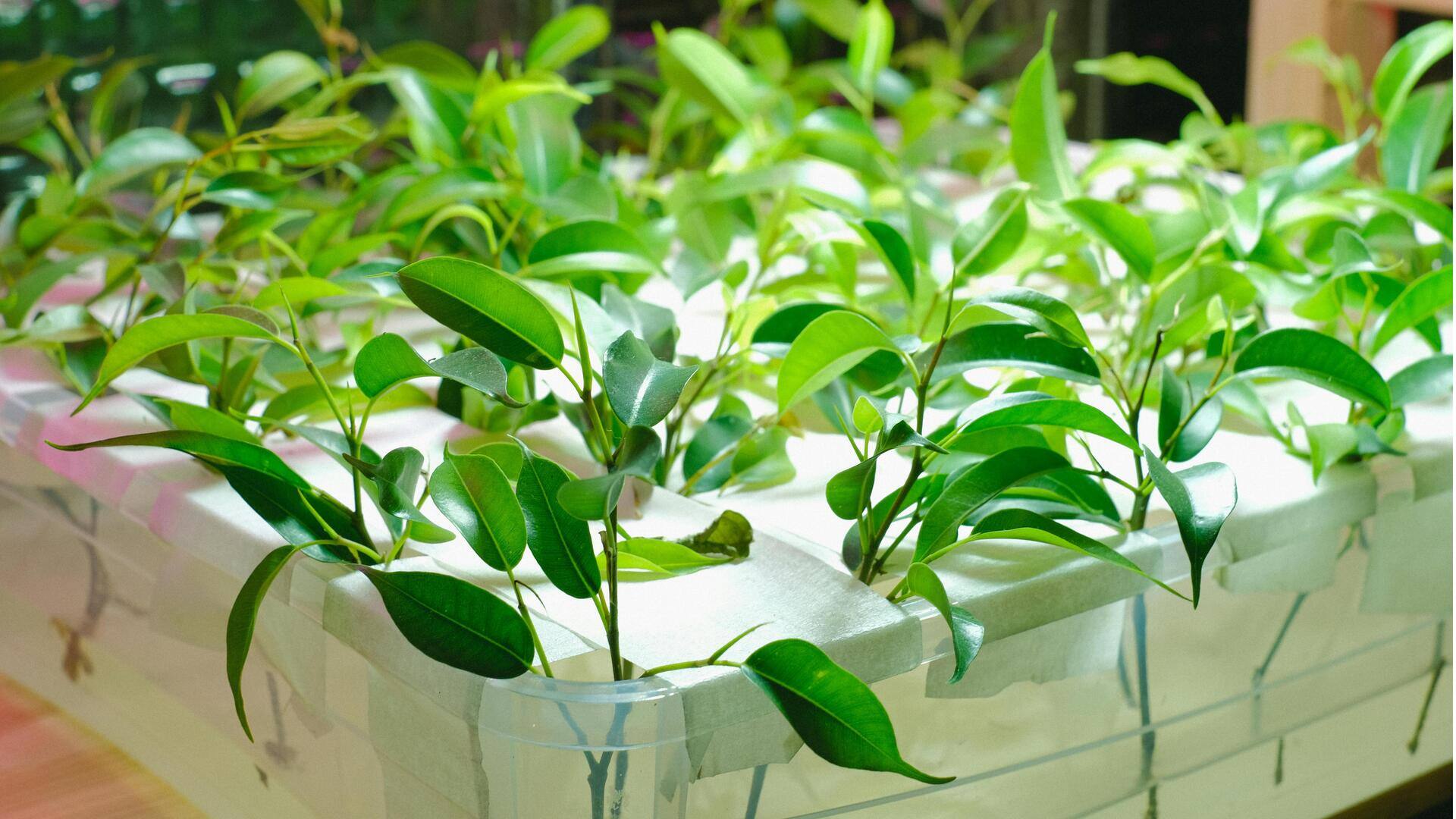 Teknologi Pertanian: Keberhasilan di Lingkungan Ekstrem